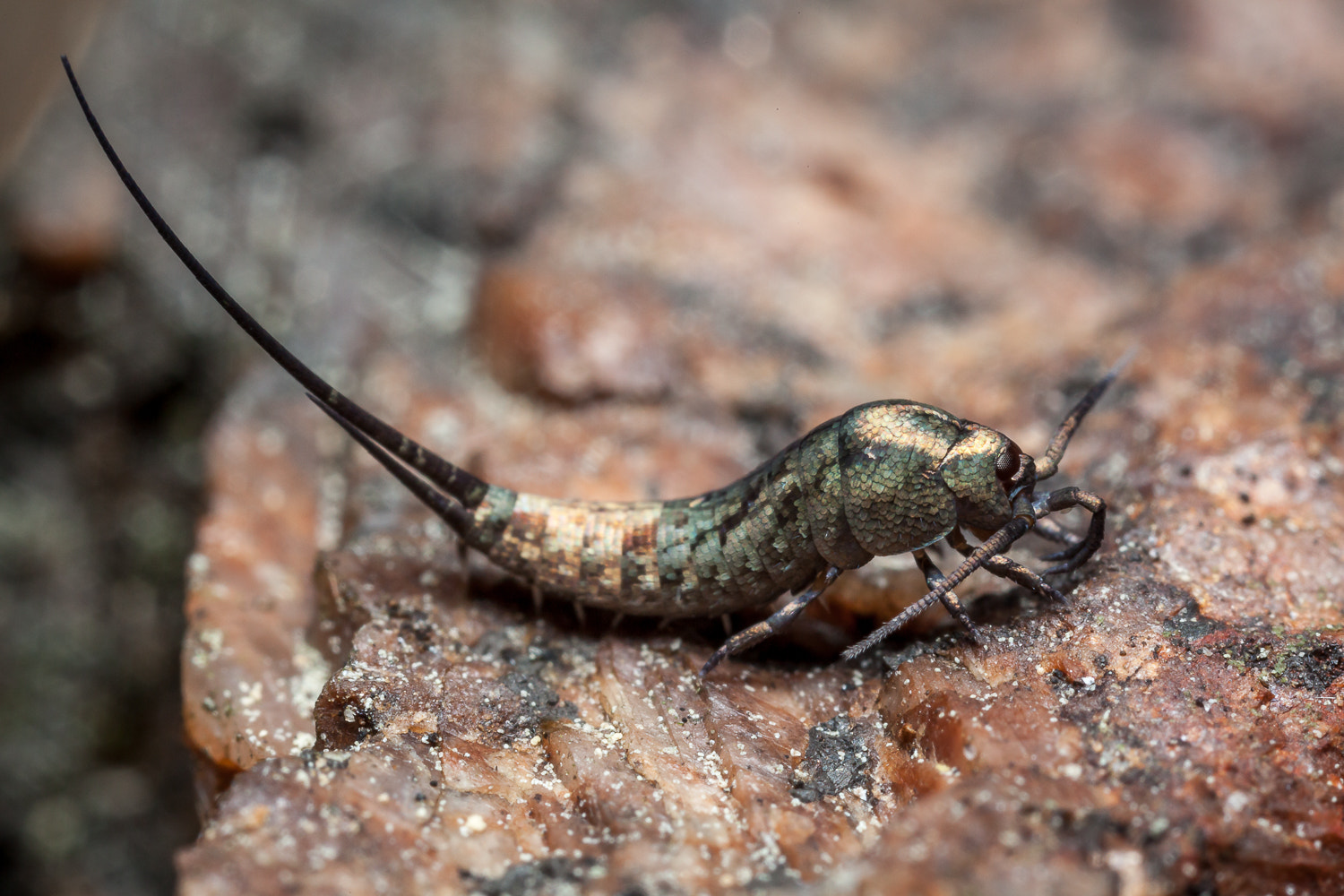 Canon MP-E 65mm F2.5 1-5x Macro Photo sample photo. On the rocks photography