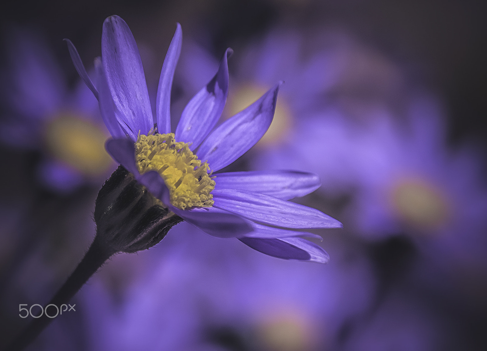 Sigma 18-250mm F3.5-6.3 DC OS HSM sample photo. Neon photography