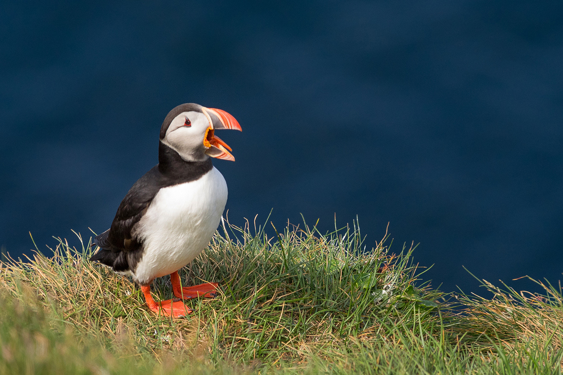 Pentax smc DA* 300mm F4.0 ED (IF) SDM sample photo. Iceland | crying puffin photography