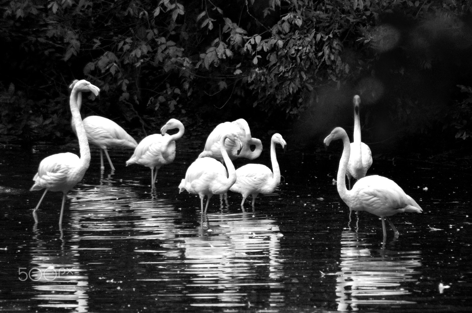 Nikon D50 sample photo. Al bioparco di roma photography