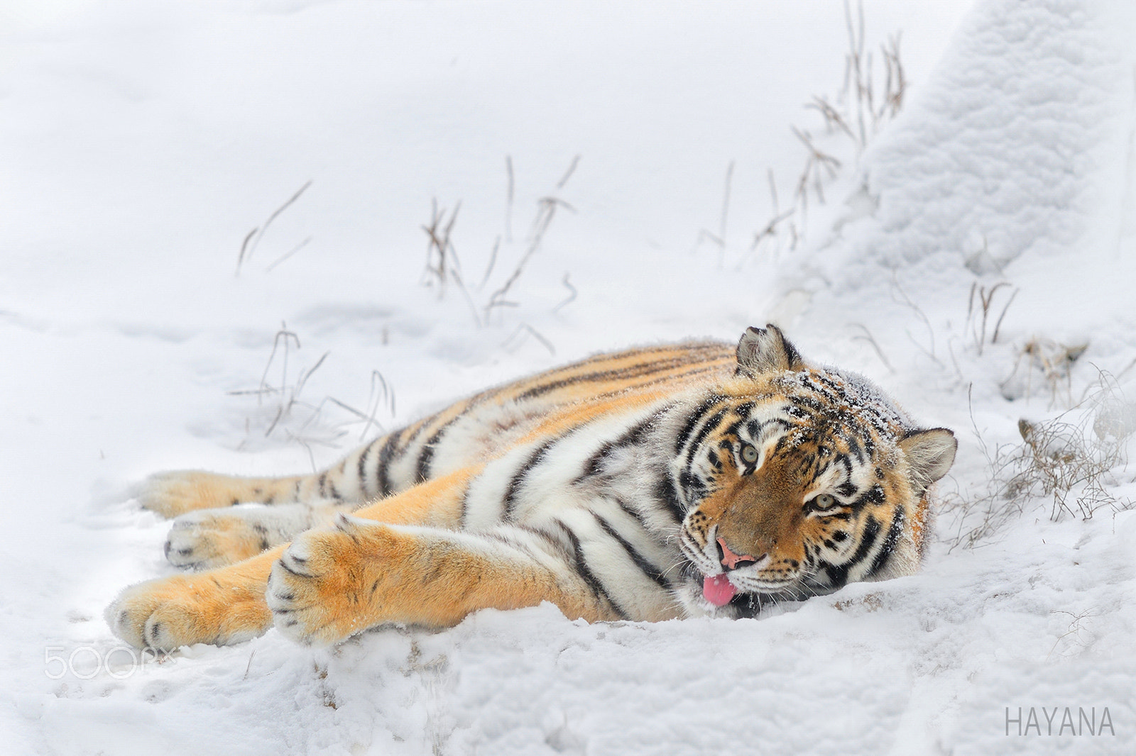 Nikon D3S sample photo. Winter of tiger. photography