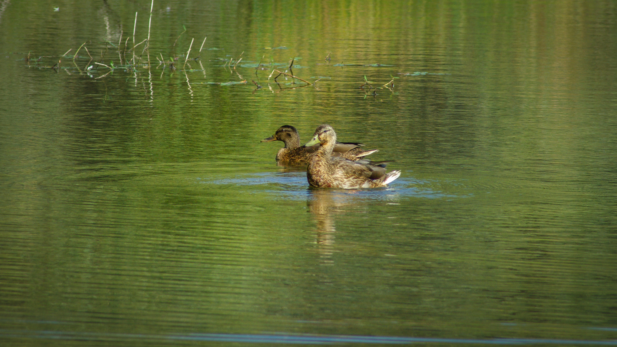 Pentax K10D sample photo. Two female white ducks in a quiet emerald dune lake photography