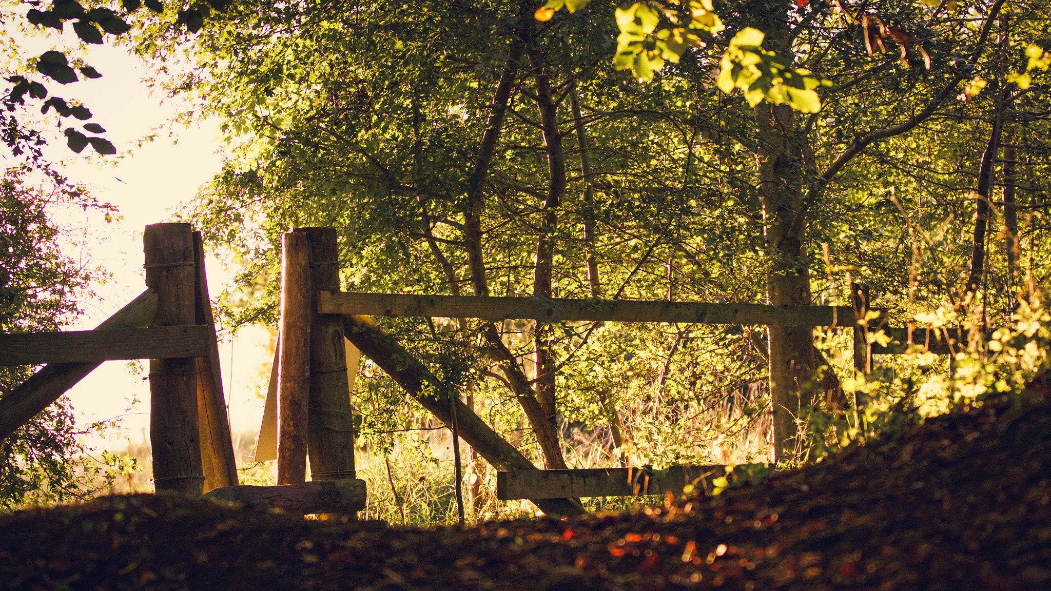 Canon EF 70-200mm F2.8L IS II USM sample photo. Autumn walks photography