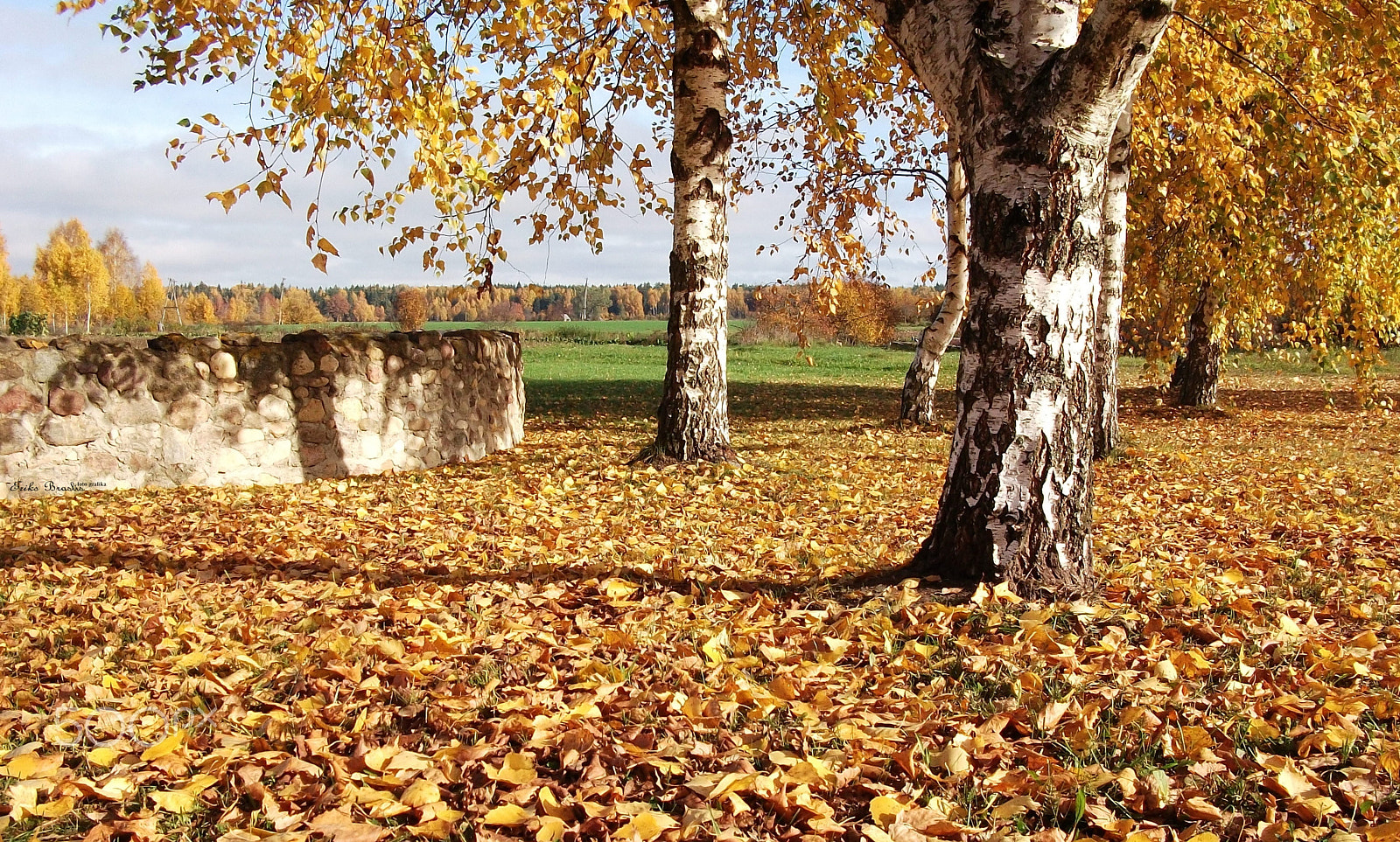 Fujifilm A170 A180 sample photo. Autumn. photography