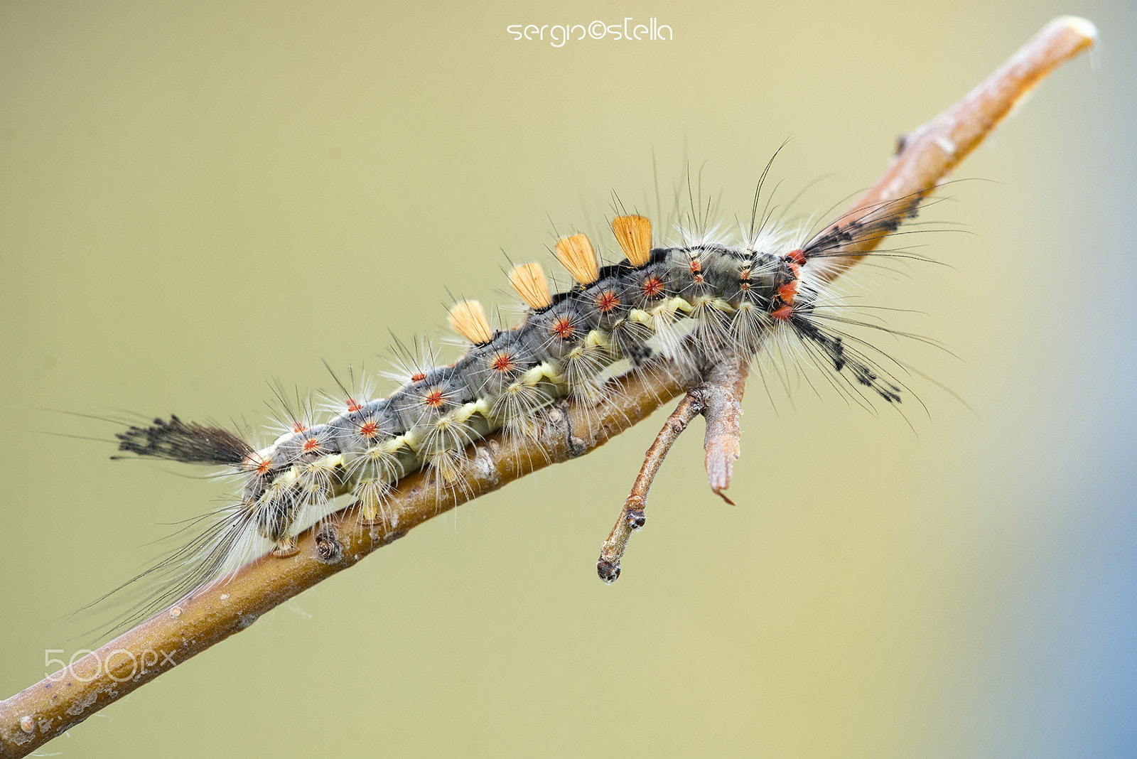 Sigma 150mm F2.8 EX DG Macro HSM sample photo. Spazzolino_________ photography