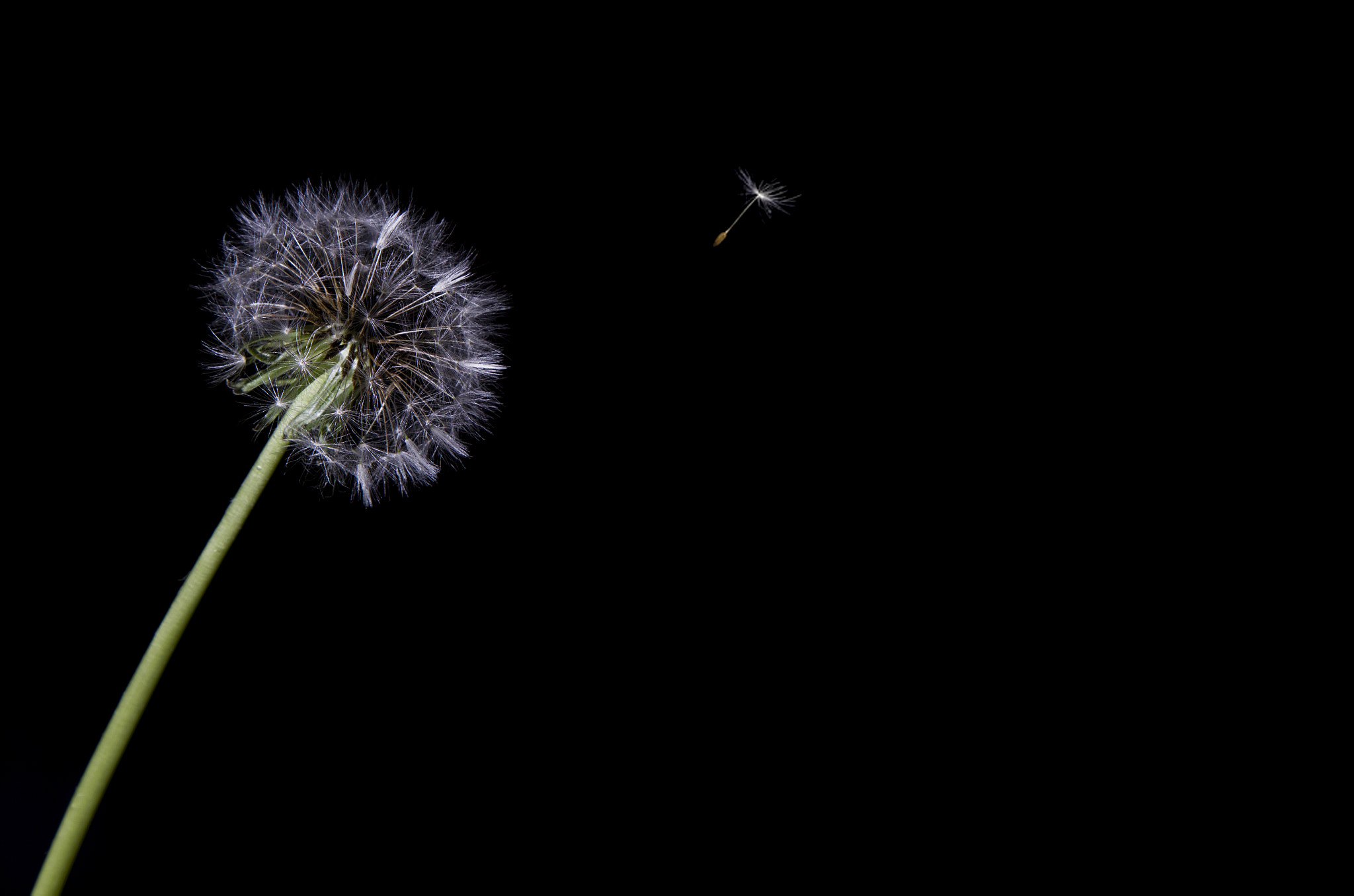 Canon EOS 550D (EOS Rebel T2i / EOS Kiss X4) sample photo. Alone photography