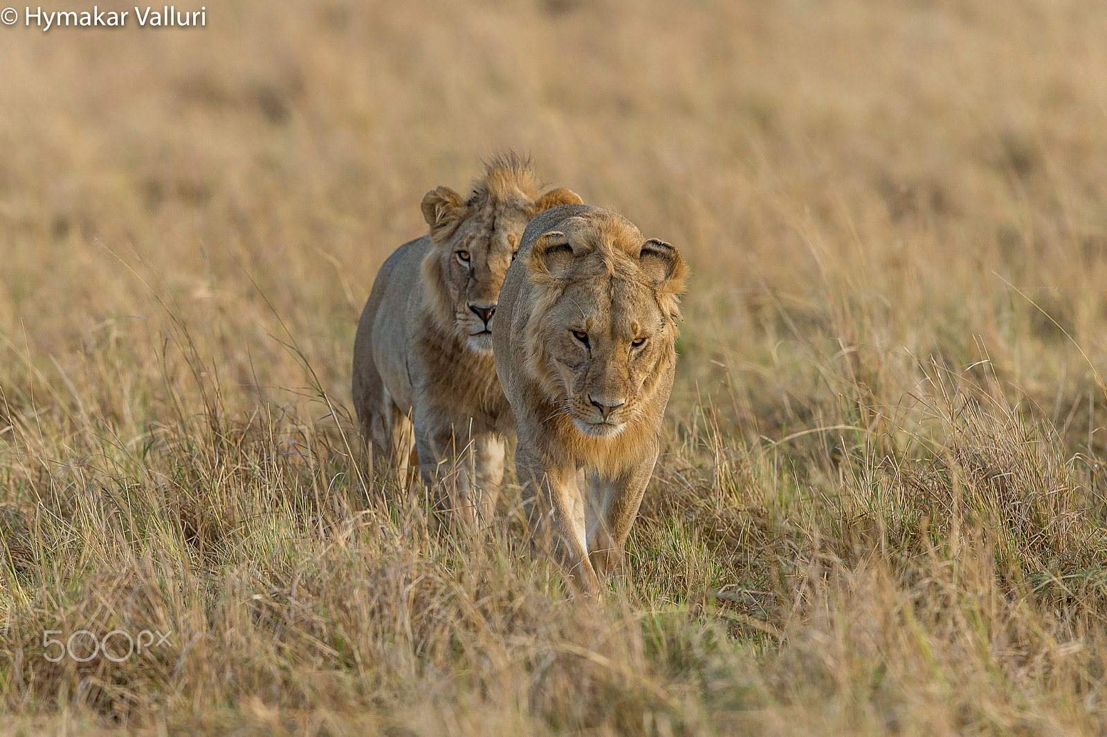 Canon EOS-1D X + Canon EF 500mm F4L IS II USM sample photo. Lions photography