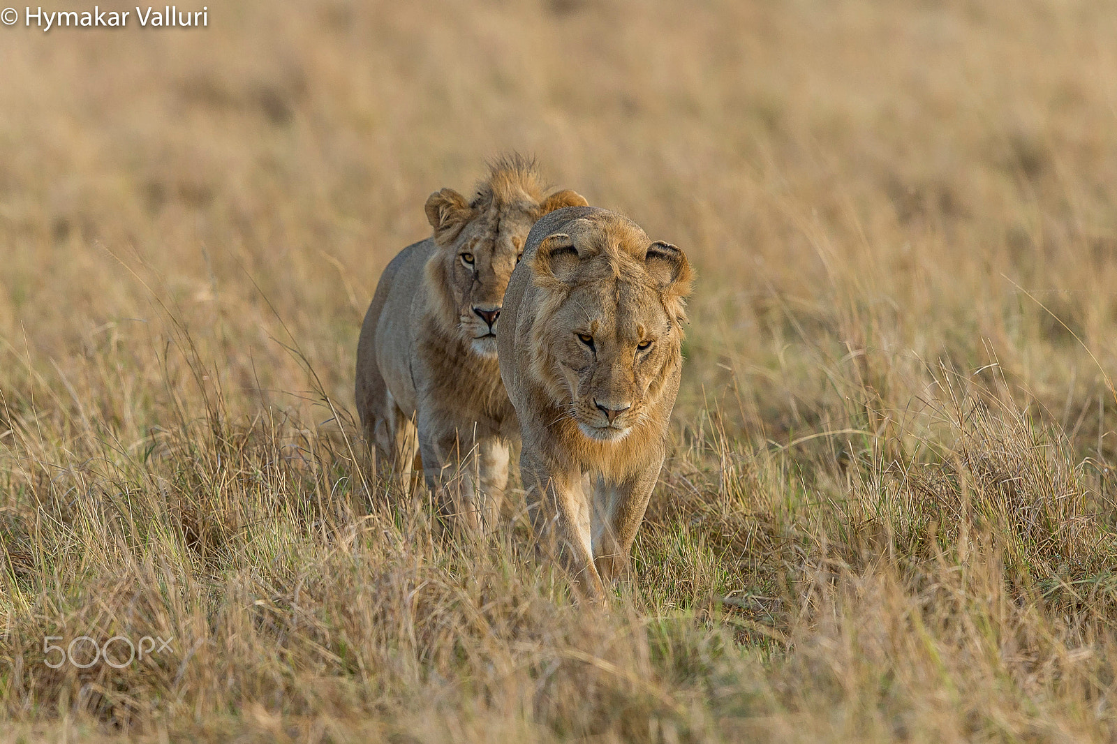 Canon EF 500mm F4L IS II USM sample photo. Lions photography