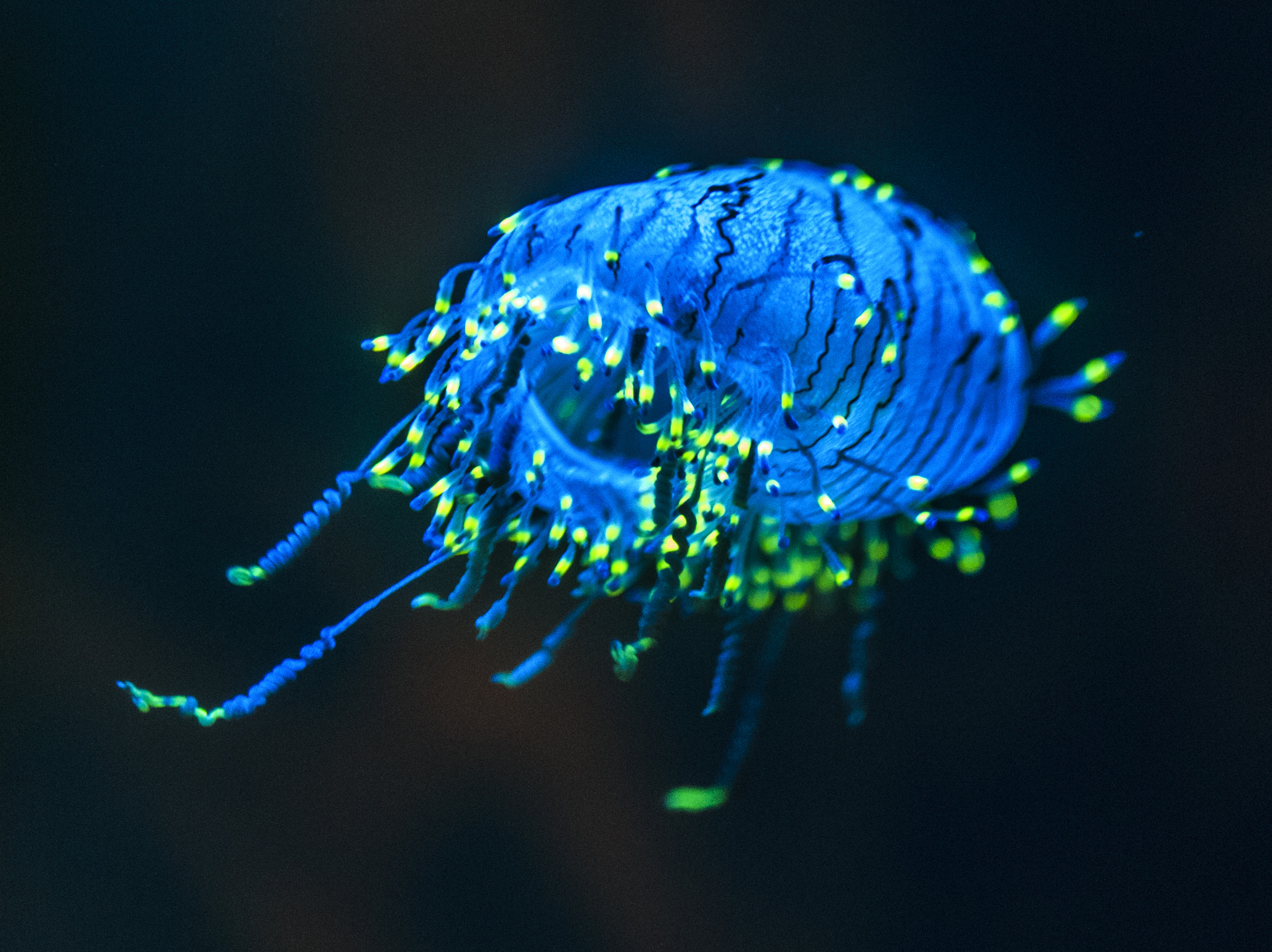 Tamron SP 35mm F1.8 Di VC USD sample photo. Bioluminesence photography