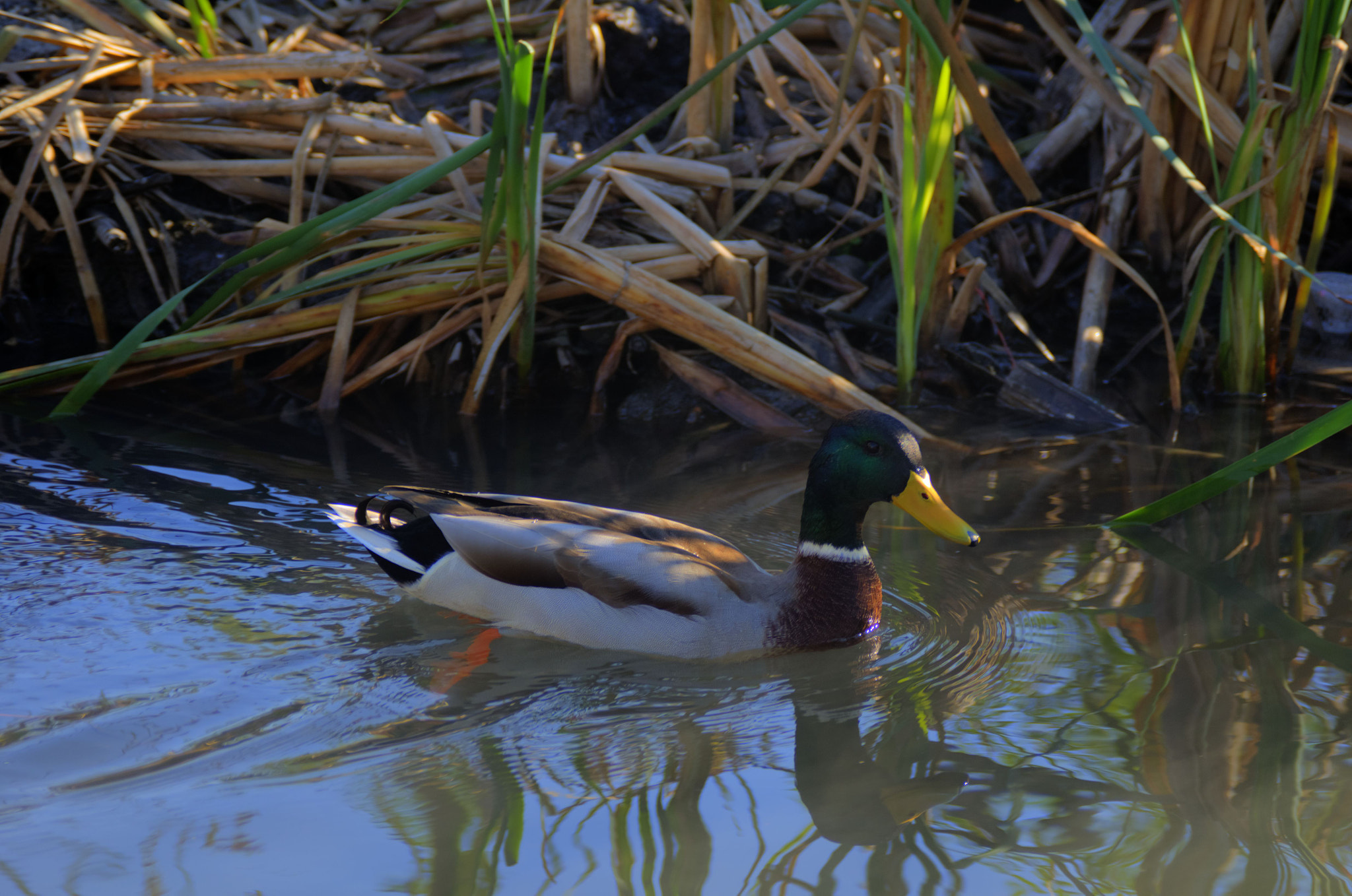 AF Zoom-Nikkor 28-105mm f/3.5-4.5D IF sample photo. The duck in the reeds photography