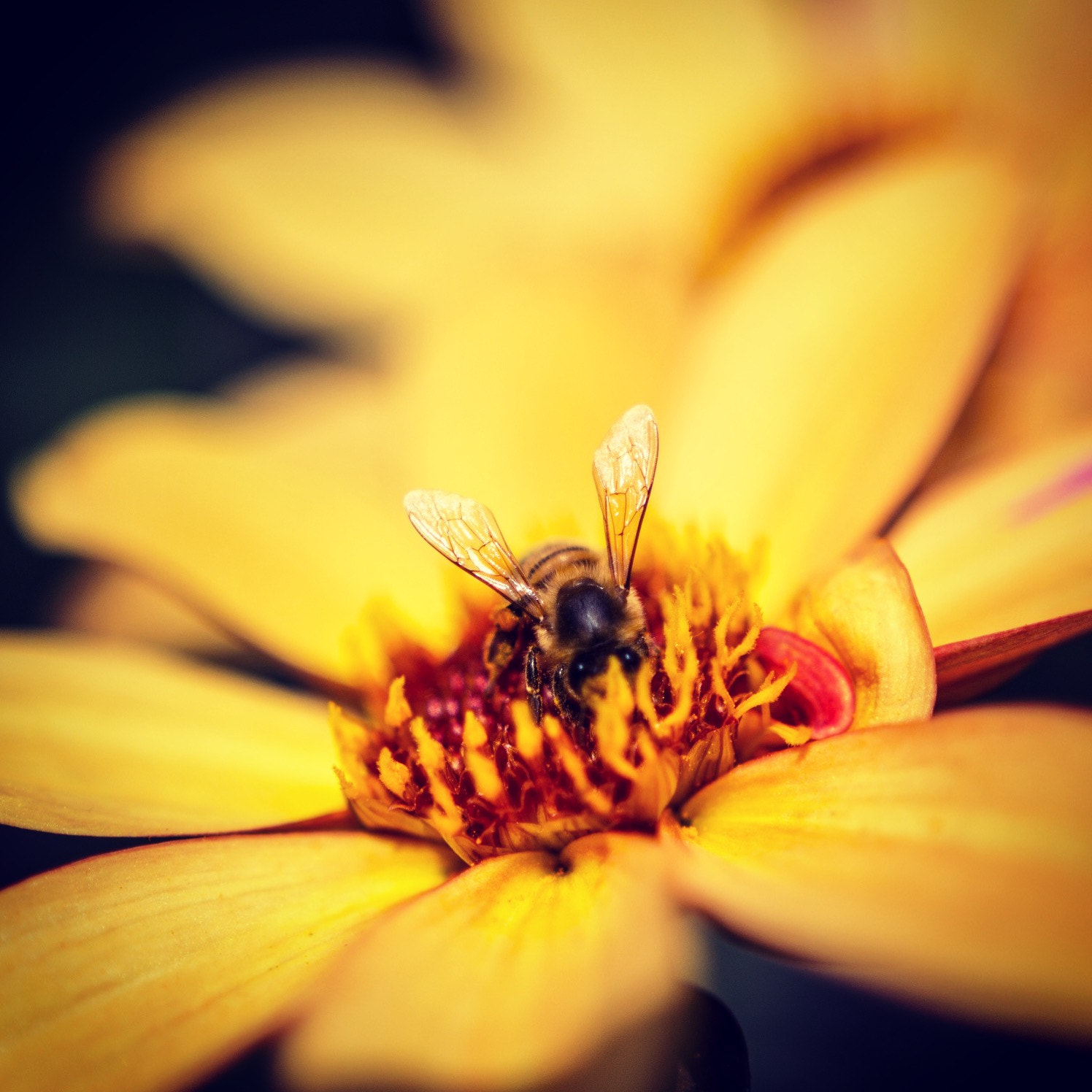 Canon EOS 60D + Sigma 18-35mm f/1.8 DC HSM sample photo. Bee in butchart gardens photography
