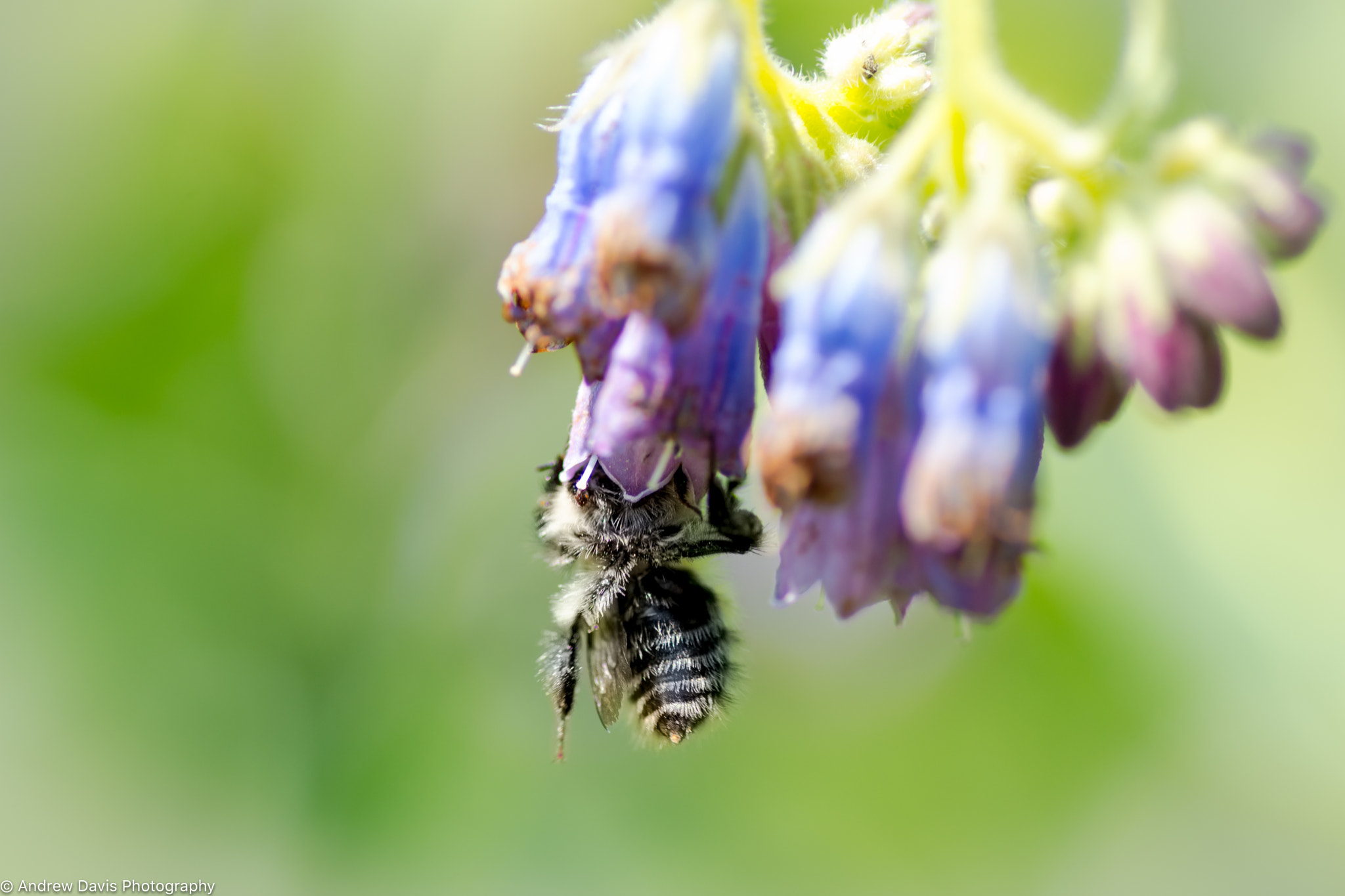 Nikon D7200 + Tokina AT-X Pro 100mm F2.8 Macro sample photo. Just hanging photography