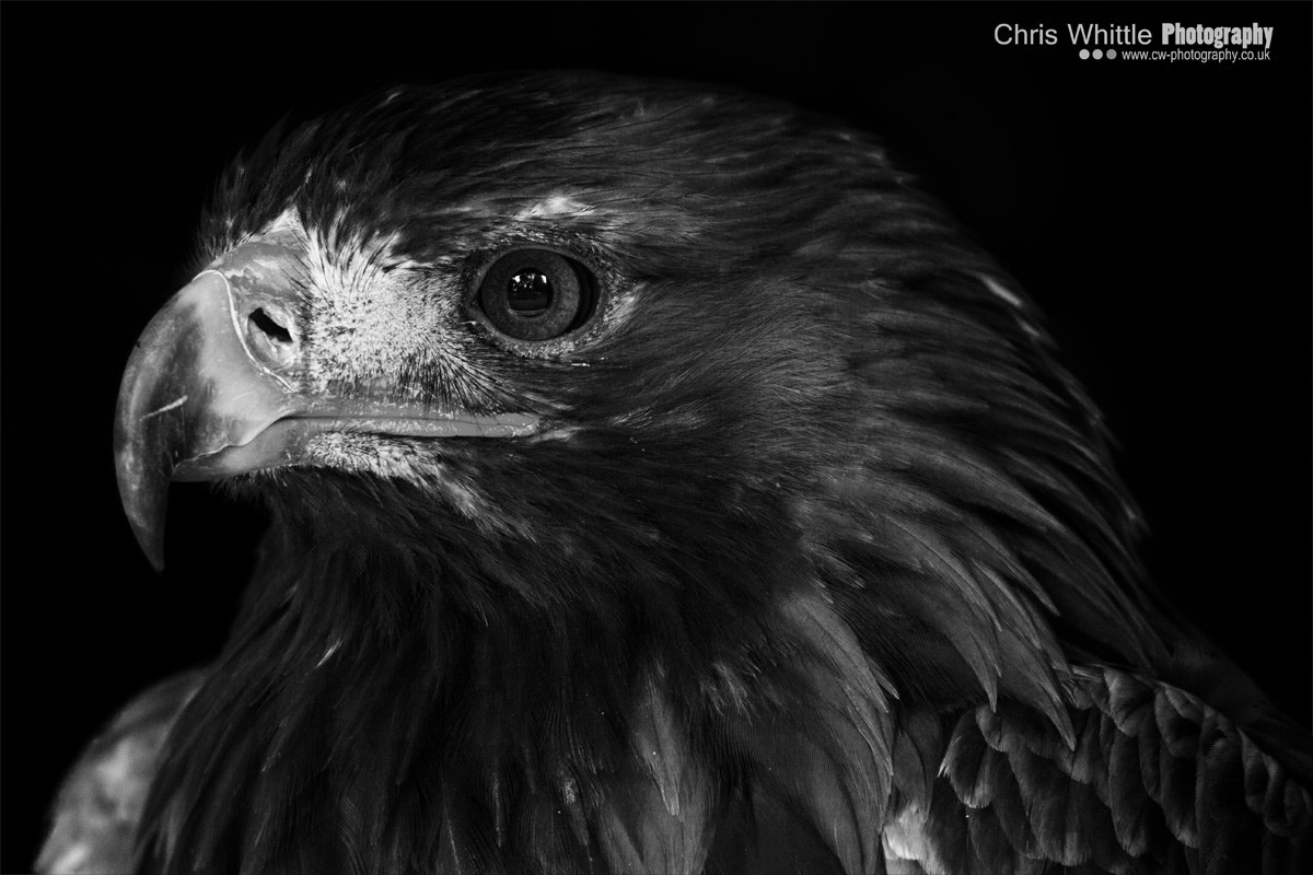 Tamron SP 150-600mm F5-6.3 Di VC USD sample photo. Golden eagle photography