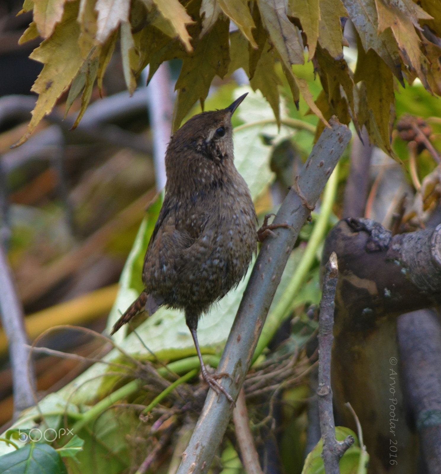 Nikon D7000 + Sigma 50-100mm F1.8 DC HSM Art sample photo. Winter wren photography