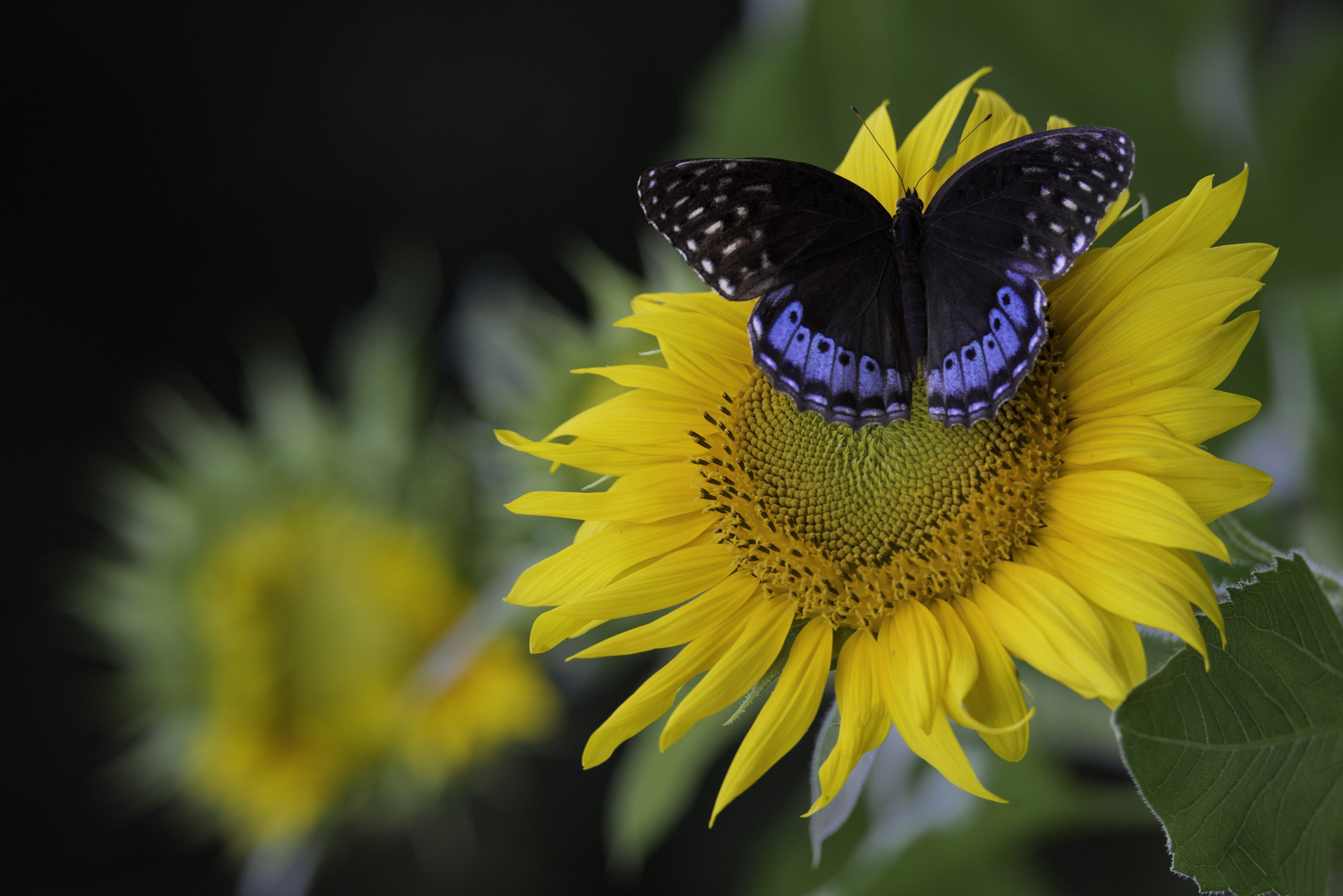 Nikon D800E sample photo. Edit photography