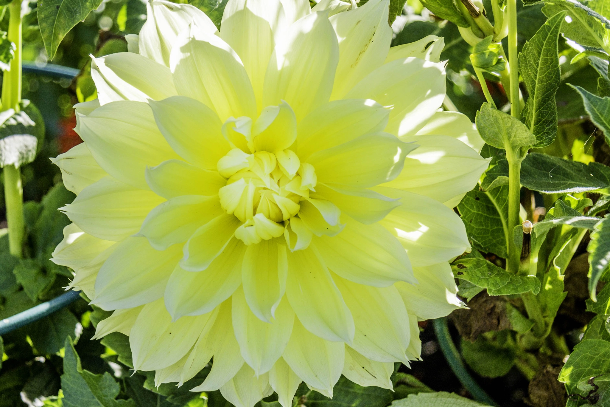 Canon EF-S 17-85mm F4-5.6 IS USM sample photo. Beautiful yellow flower photography