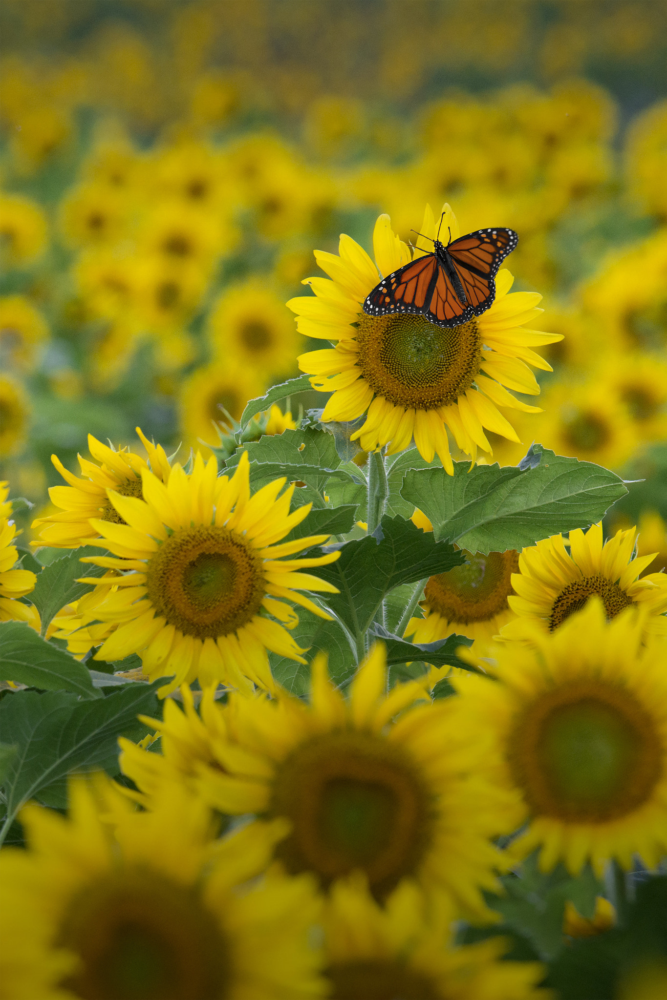 Nikon D800E sample photo. Yca crop photography