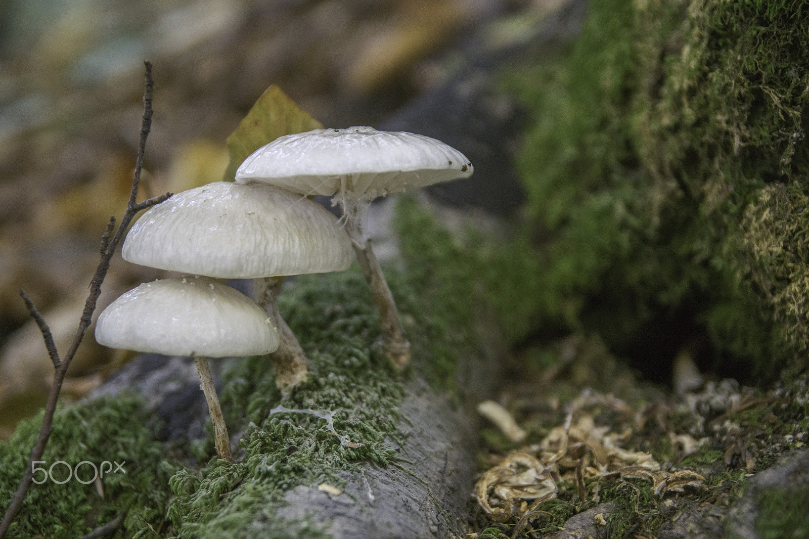 Sony ILCA-77M2 sample photo. Mushrooms photography