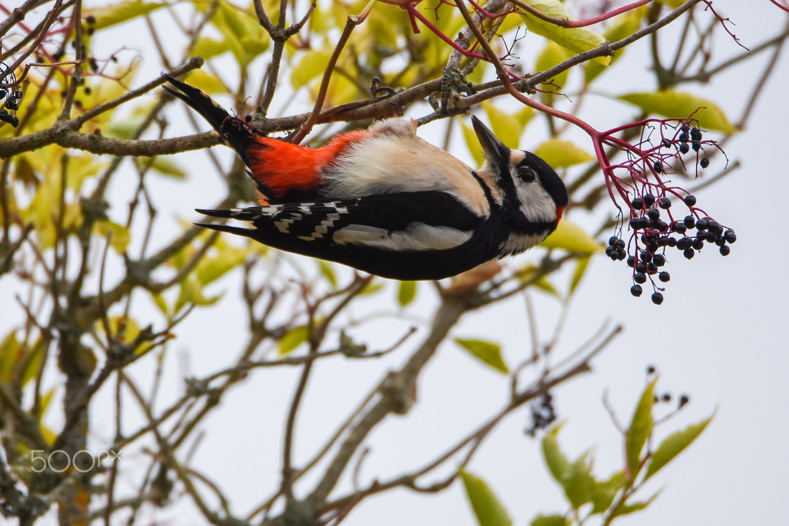 Tamron SP 150-600mm F5-6.3 Di VC USD sample photo. Is the world upside down? photography