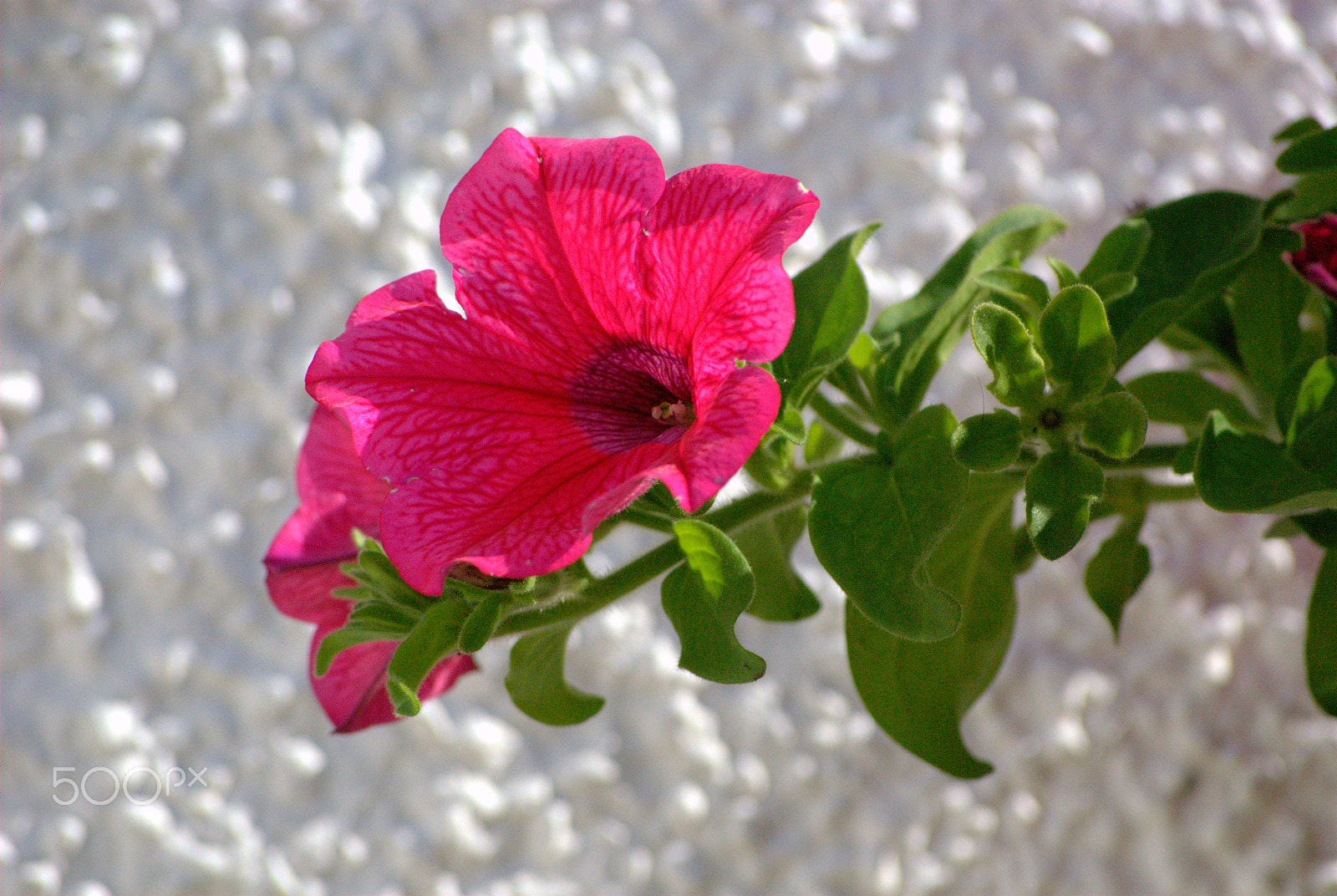 Nikon D40X sample photo. Flowers photography