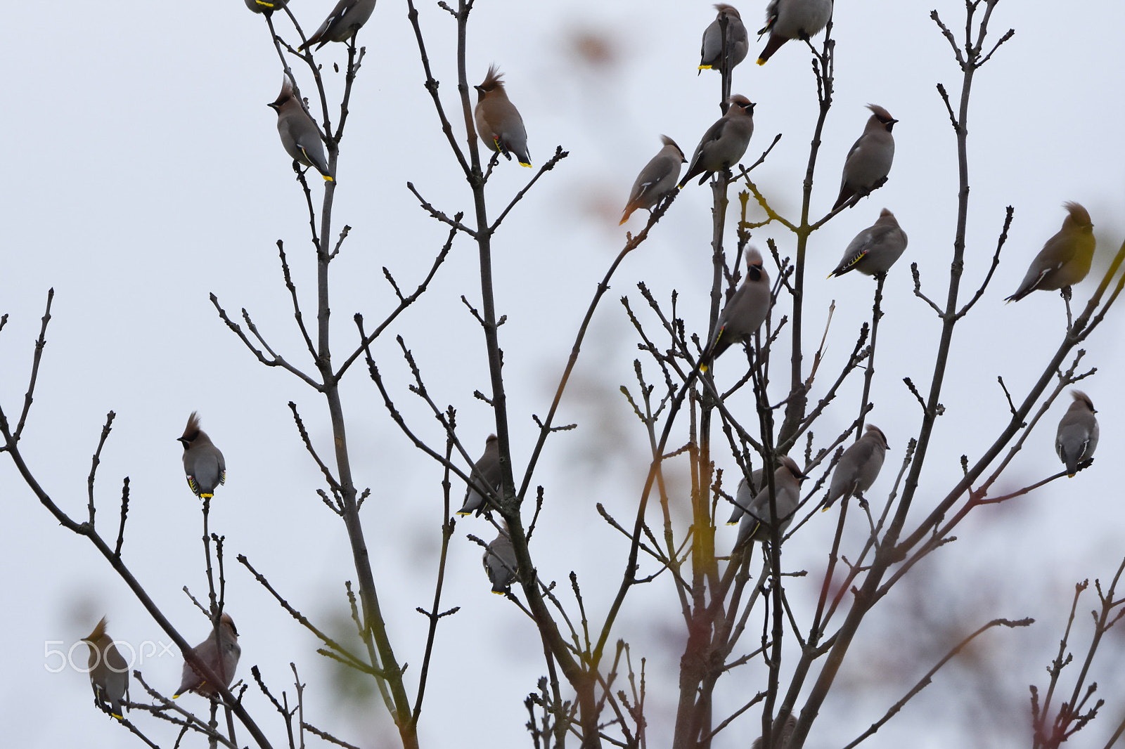 Nikon D7200 + Tamron SP 150-600mm F5-6.3 Di VC USD sample photo. Waxwing pack photography
