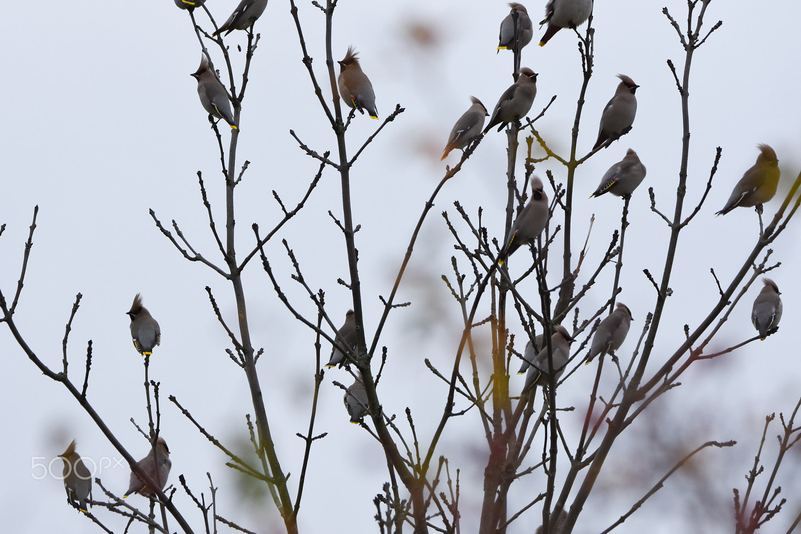 Tamron SP 150-600mm F5-6.3 Di VC USD sample photo. Waxwing pack photography