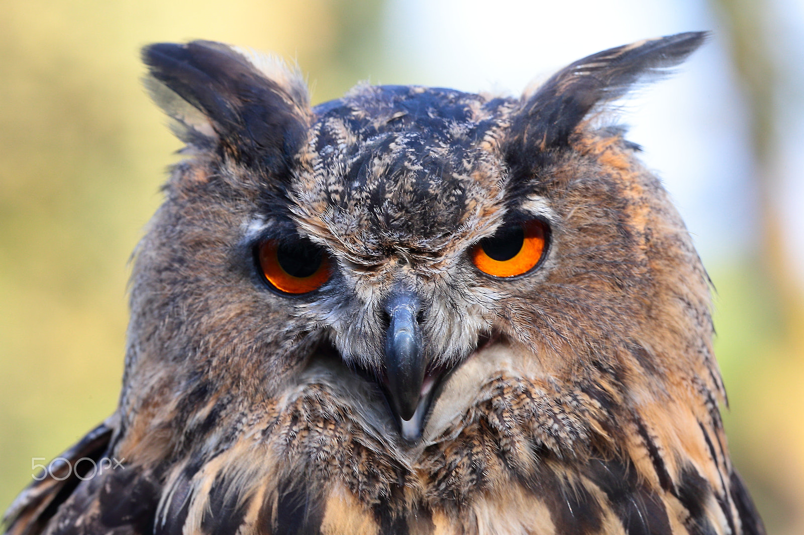 Canon EF 300mm F2.8L IS USM sample photo. Eagle owl photography