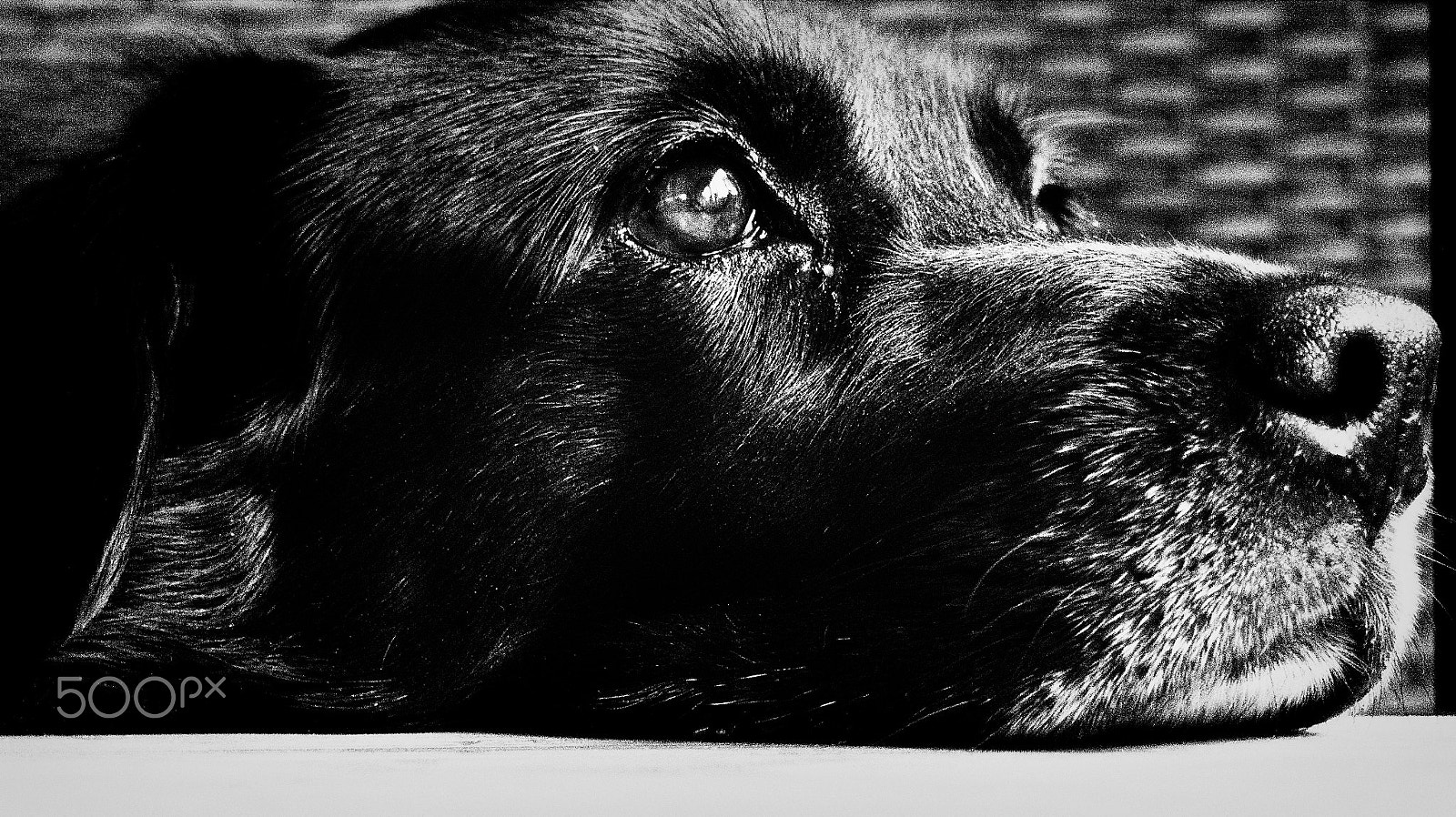 Olympus PEN E-PM2 + Olympus M.Zuiko Digital 14-42mm F3.5-5.6 II R sample photo. Luna, the best dog in the world photography