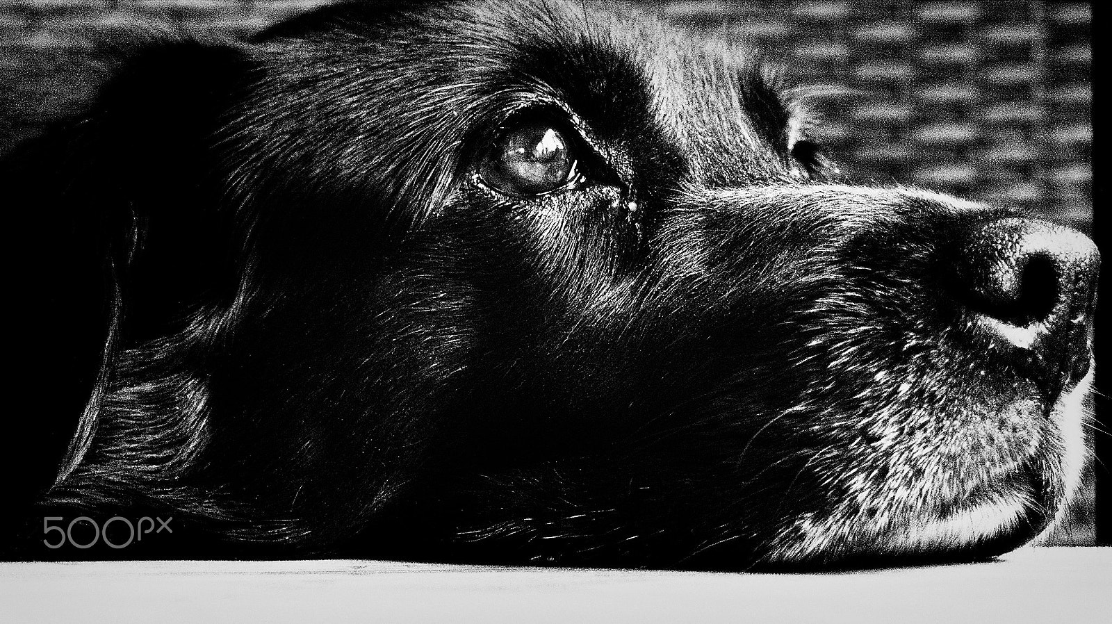 Olympus PEN E-PM2 sample photo. Luna, the best dog in the world photography