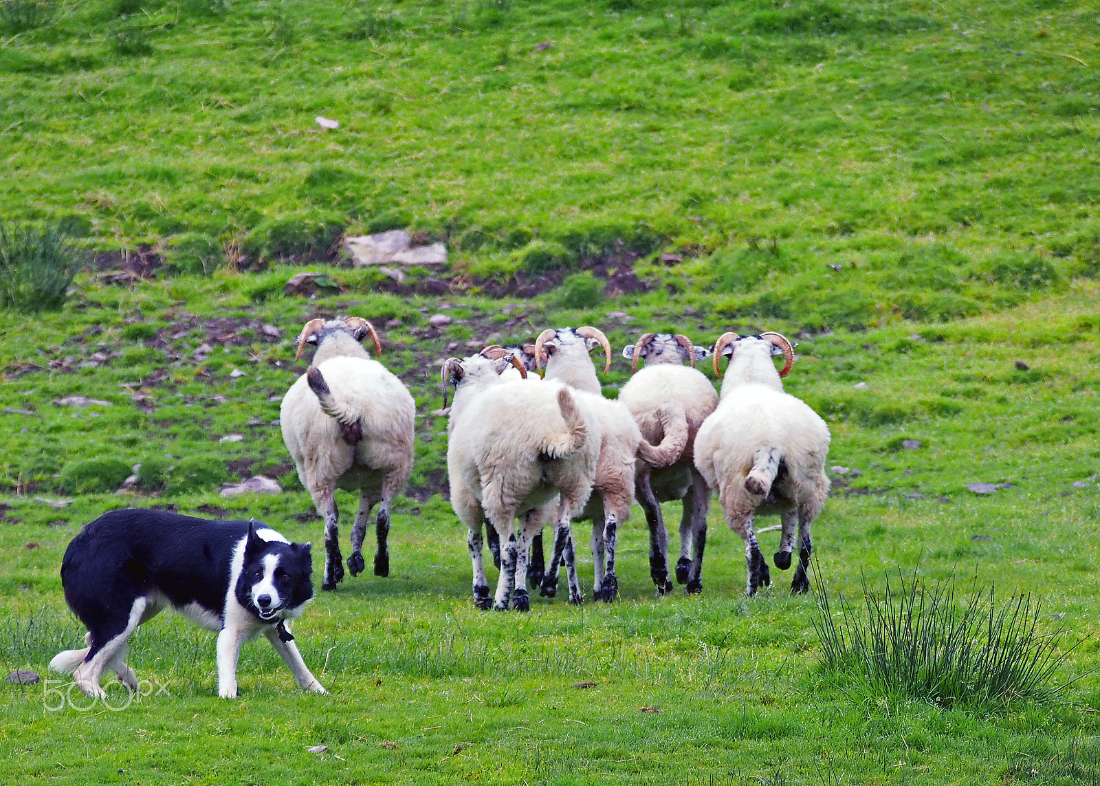 Olympus PEN E-PM2 + Olympus M.Zuiko Digital ED 40-150mm F4-5.6 R sample photo. Sheep herding 3, ring of kerry, ireland photography