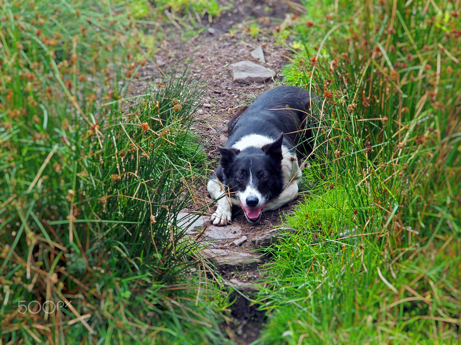 Olympus PEN E-PM2 sample photo. Sheep herding 2, ring of kerry, ireland photography