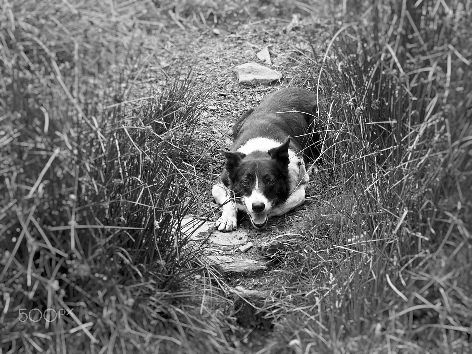 Olympus PEN E-PM2 sample photo. Sheep herding, ring of kerry, ireland photography