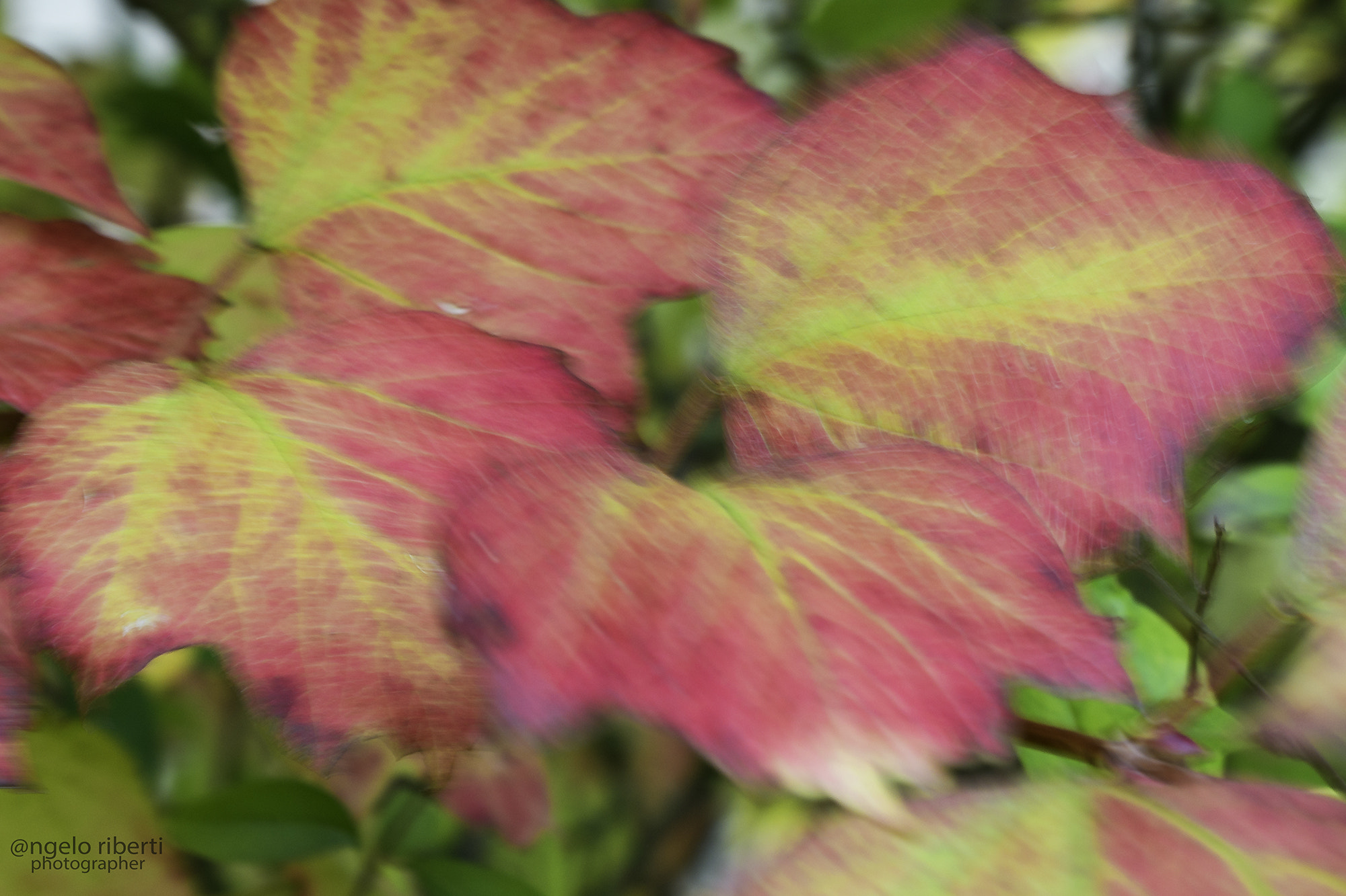 Nikon D500 sample photo. Autumn ... photography