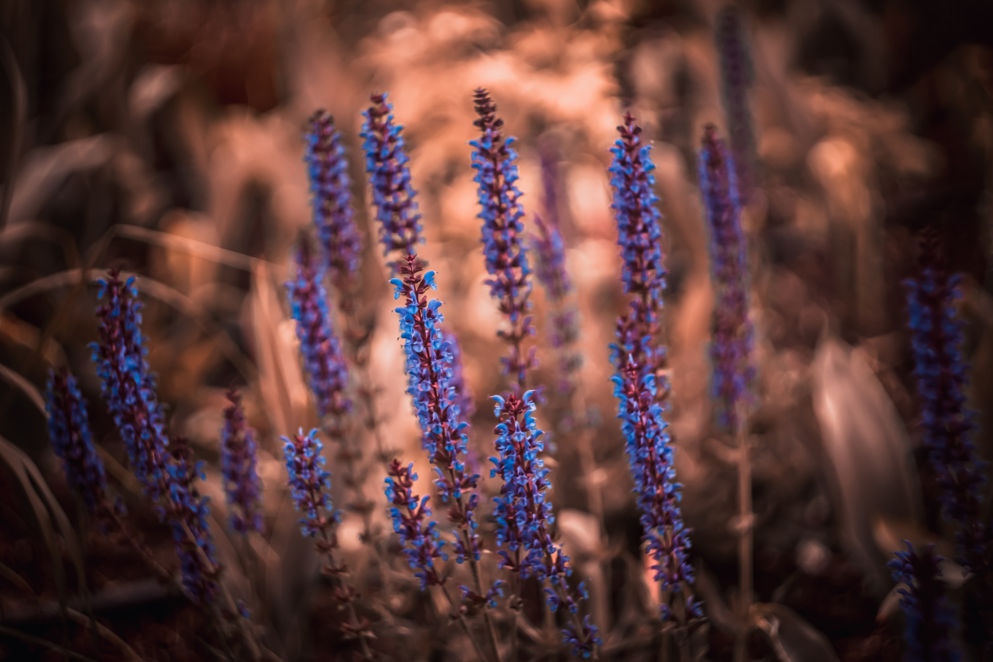 Sony SLT-A77 + Minolta AF 50mm F1.7 sample photo. Salvia photography
