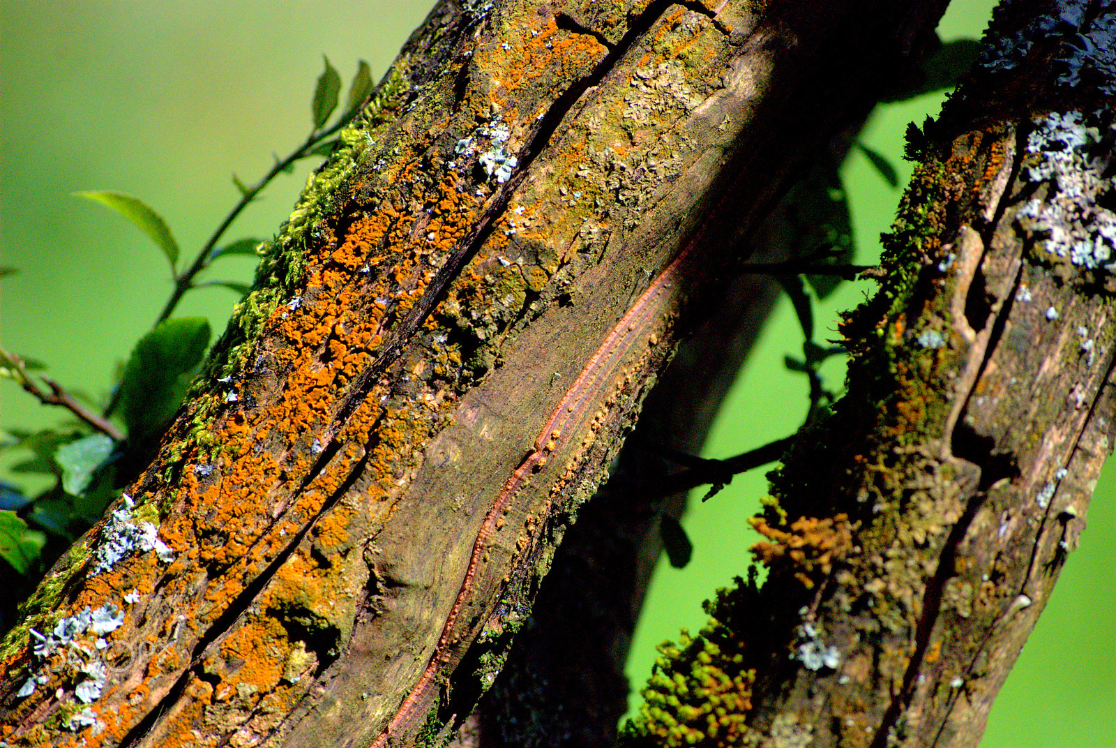 Nikon D40X sample photo. Tree branch and lichen photography