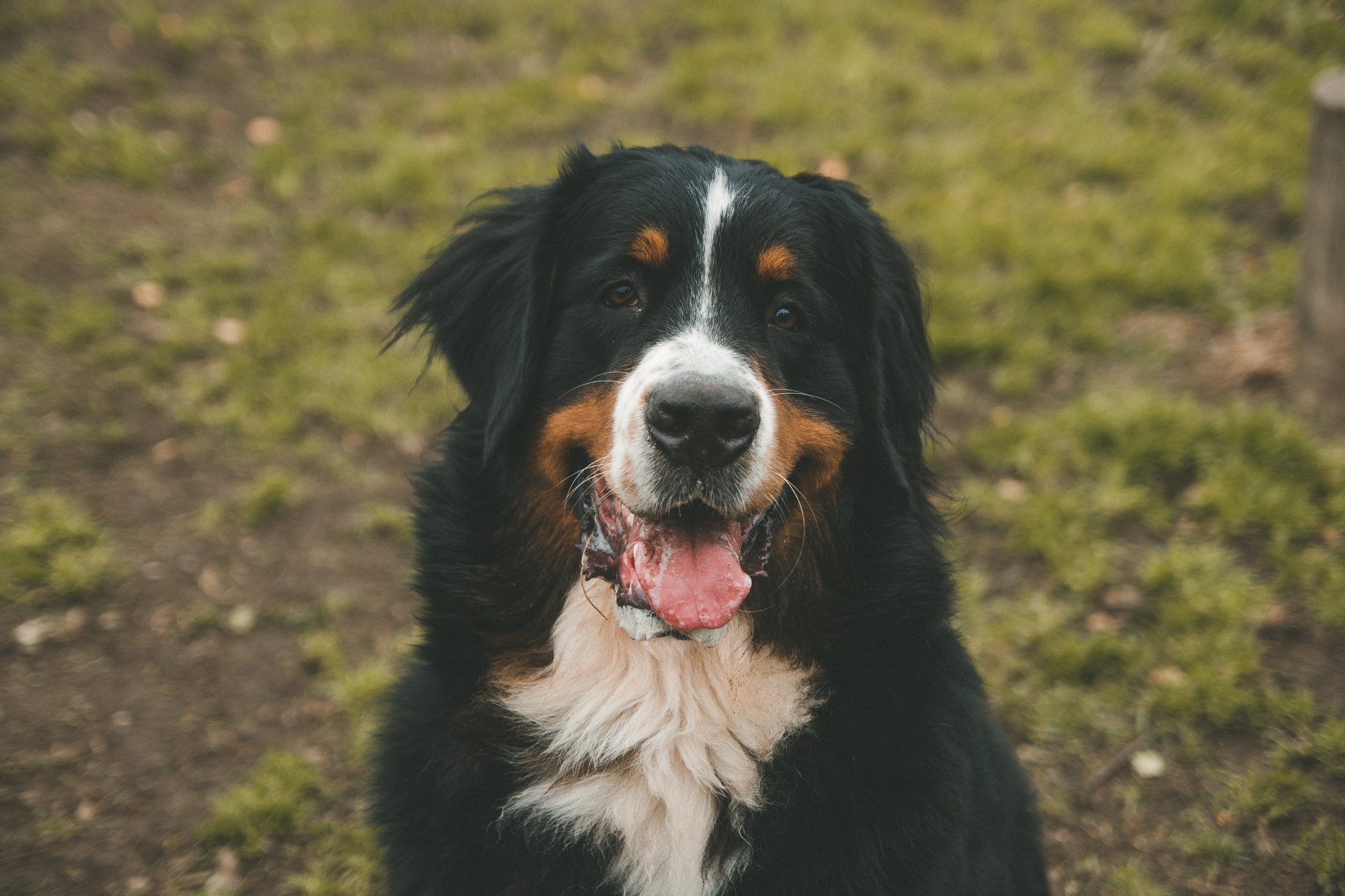 Tamron SP AF 17-50mm F2.8 XR Di II LD Aspherical (IF) sample photo. Bernes mountain dog puff photography