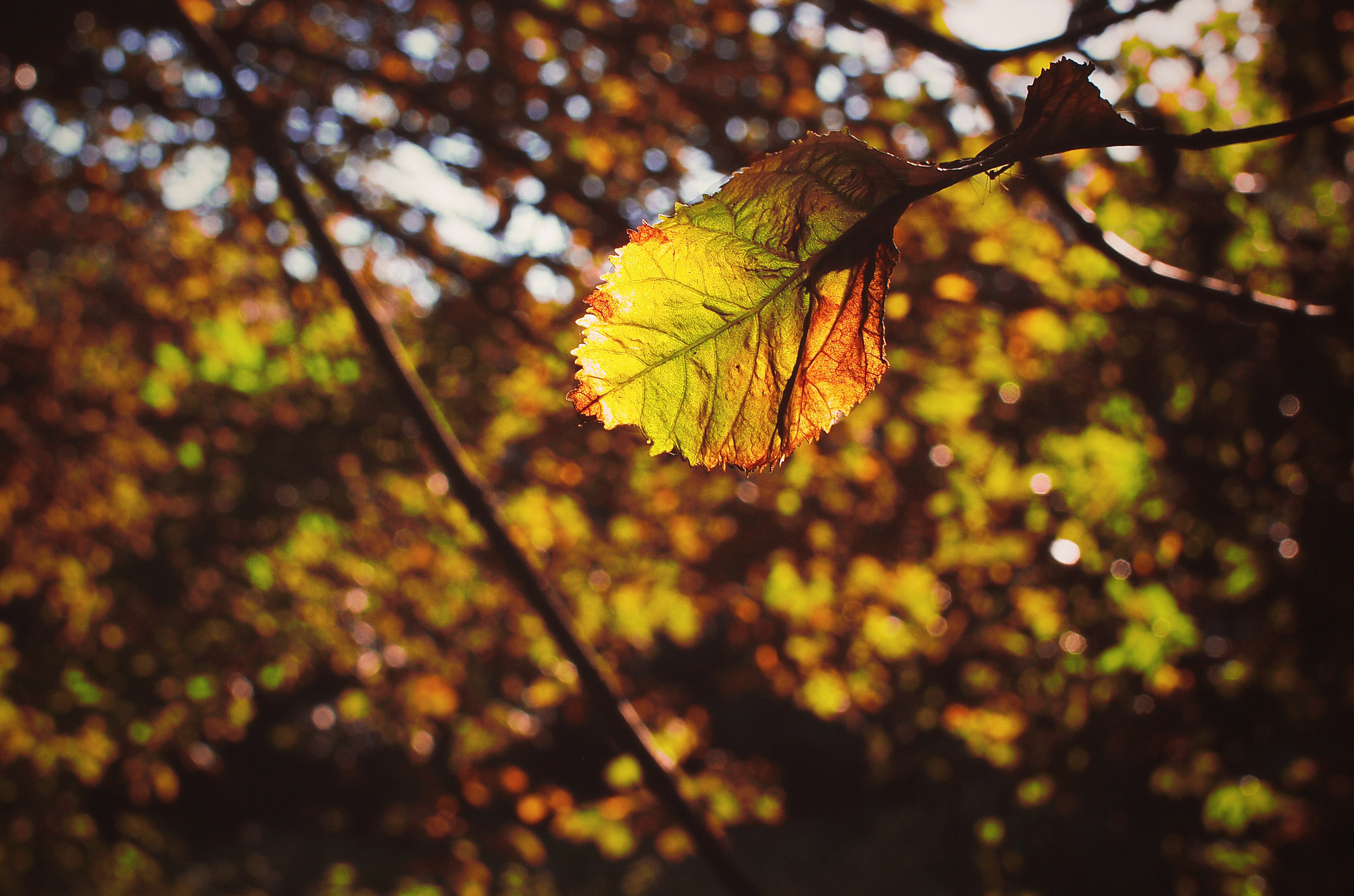 Olympus PEN E-PM1 + Sigma 30mm F2.8 EX DN sample photo. Autumn light photography