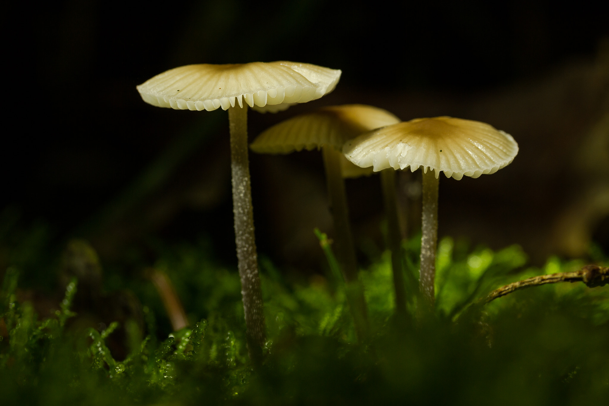 Canon EF-S 60mm F2.8 Macro USM sample photo. Mushroom in light photography