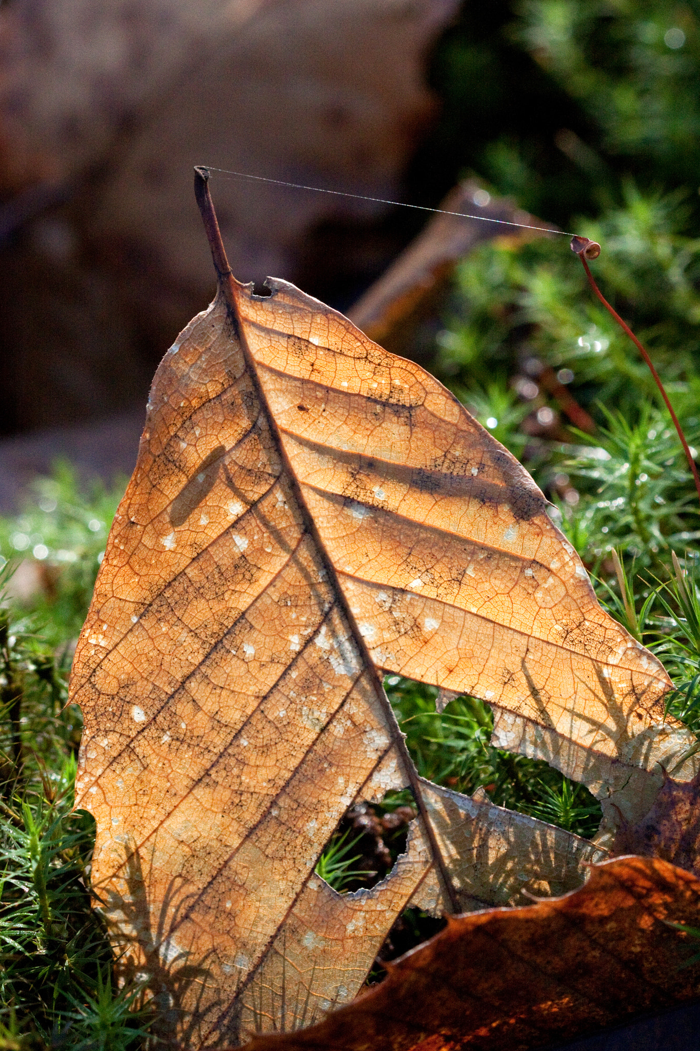 Canon EF 100mm F2.8 Macro USM sample photo. A un fil (by a thread) photography