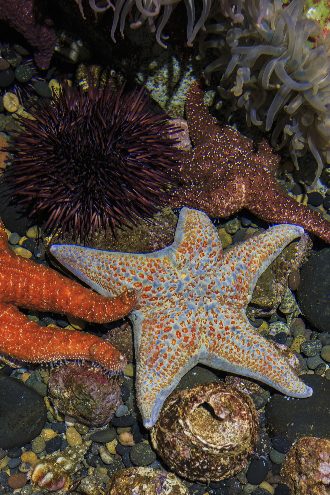 Tamron SP 35mm F1.8 Di VC USD sample photo. Seastar photography