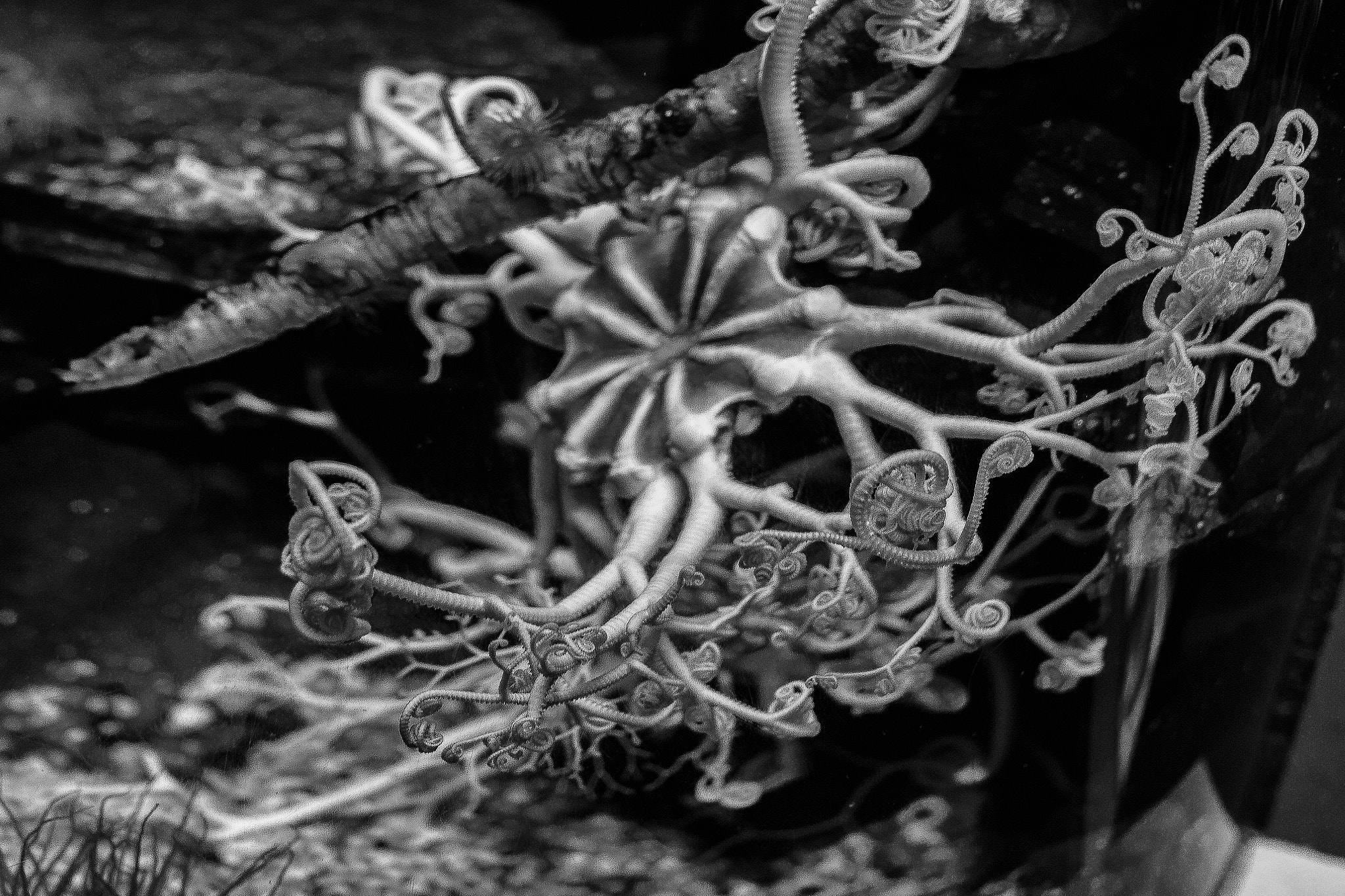 Tamron SP 35mm F1.8 Di VC USD sample photo. Monochrome detailed photography