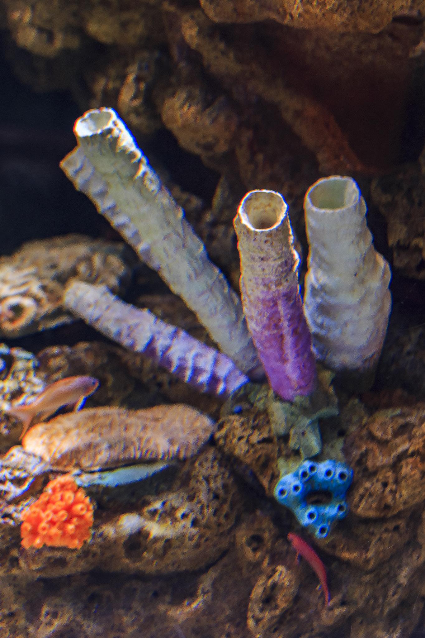 Tamron SP 35mm F1.8 Di VC USD sample photo. Pipe corals photography