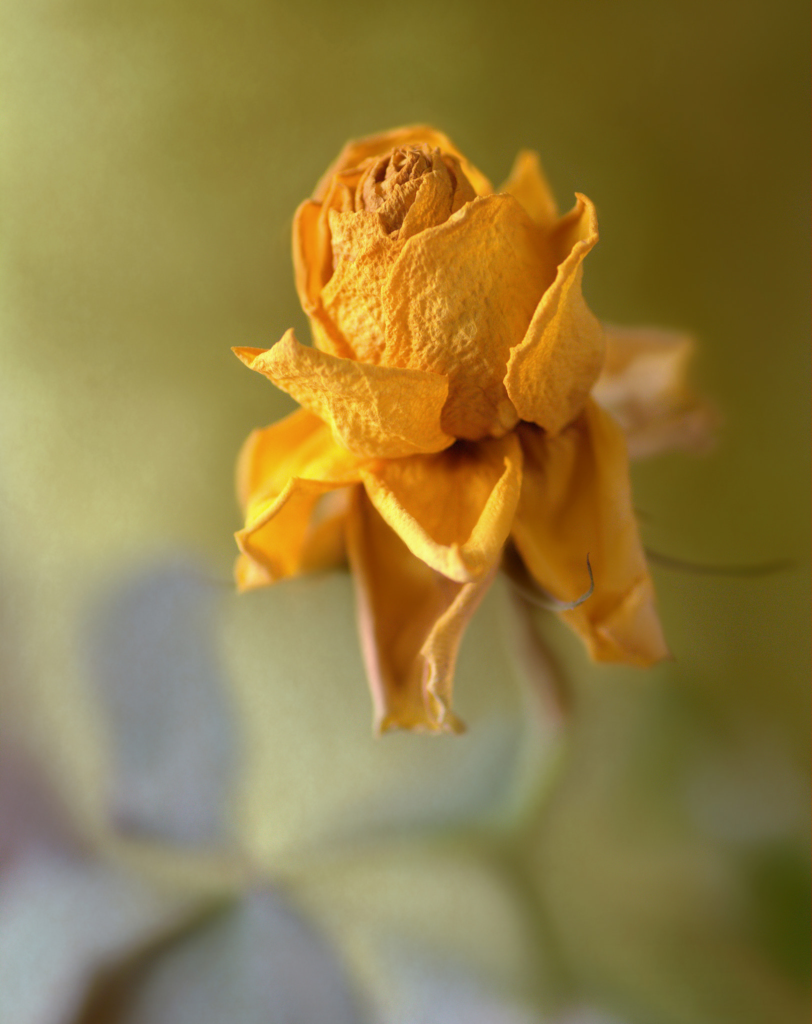 Canon EOS 60D + Tamron SP AF 90mm F2.8 Di Macro sample photo. Cr photography