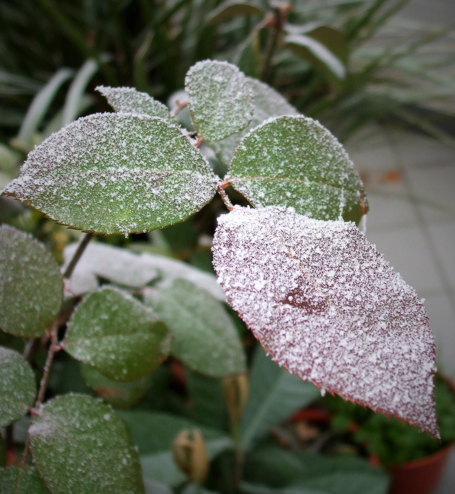 Fujifilm FinePix A820 sample photo. Frozen leaves photography