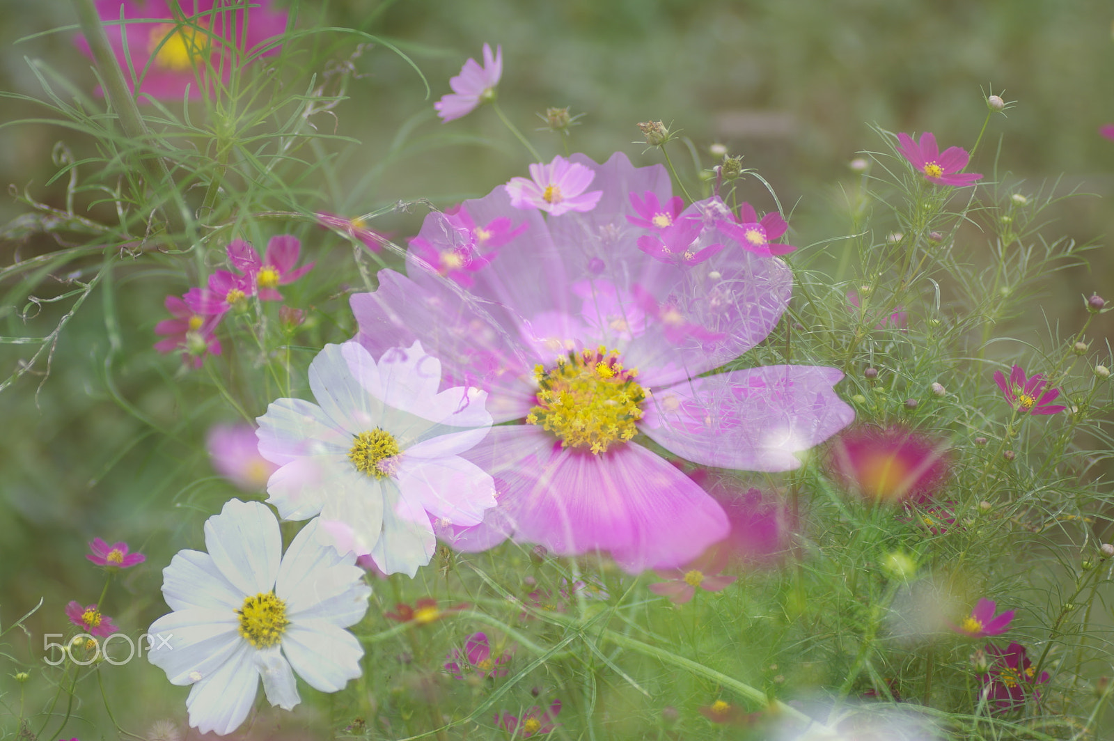 Tamron SP AF 90mm F2.8 Di Macro sample photo. Flower in flowers photography
