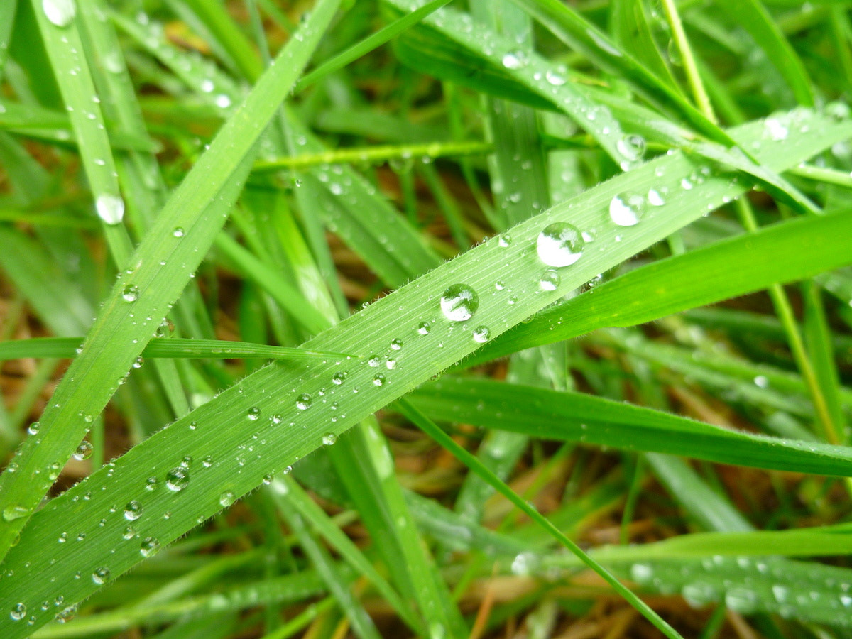 Panasonic DMC-FH20 sample photo. Dew on blade of grass photography