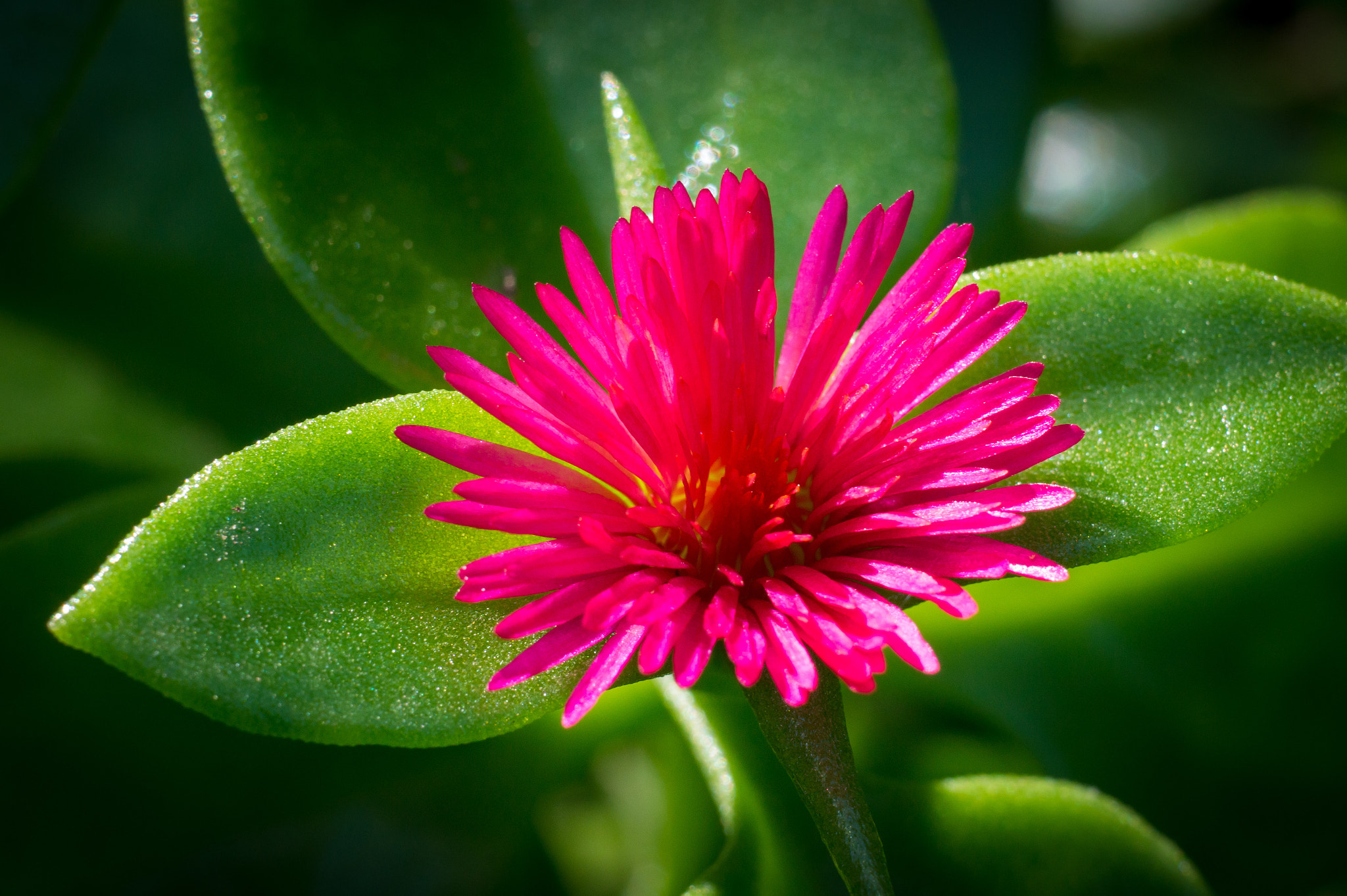 Sony Alpha a5000 (ILCE 5000) + E 60mm F2.8 sample photo. Pink and green  photography