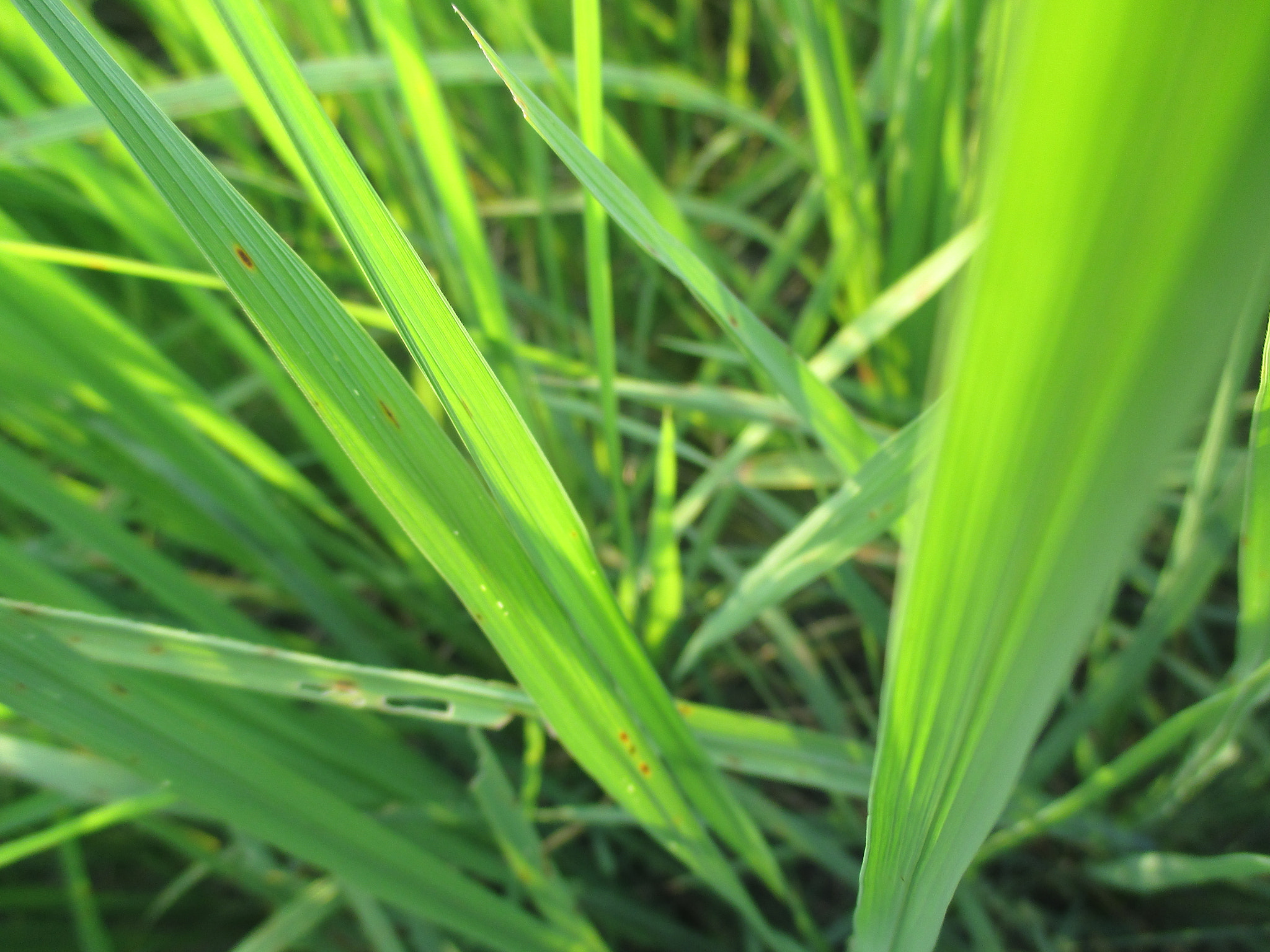 Canon PowerShot ELPH 135 (IXUS 145 / IXY 120) sample photo. Grass photography