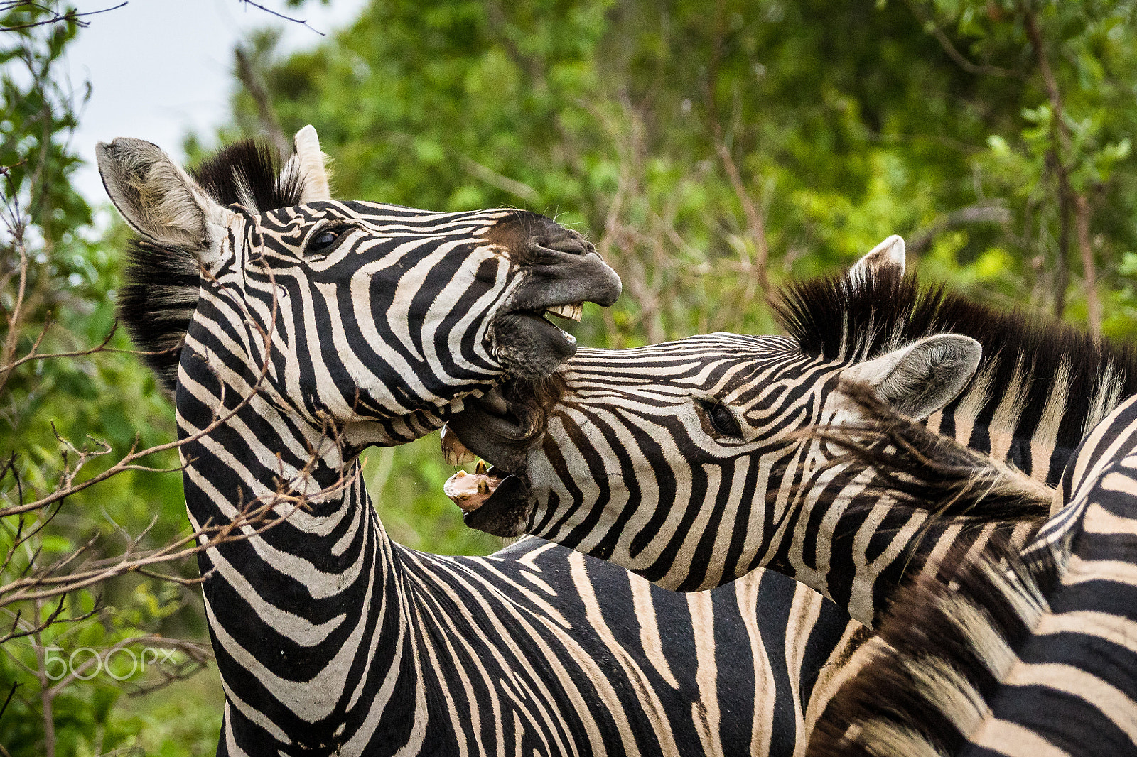 Sony ILCA-77M2 + Sony 70-400mm F4-5.6 G SSM II sample photo. Fighting zebras photography