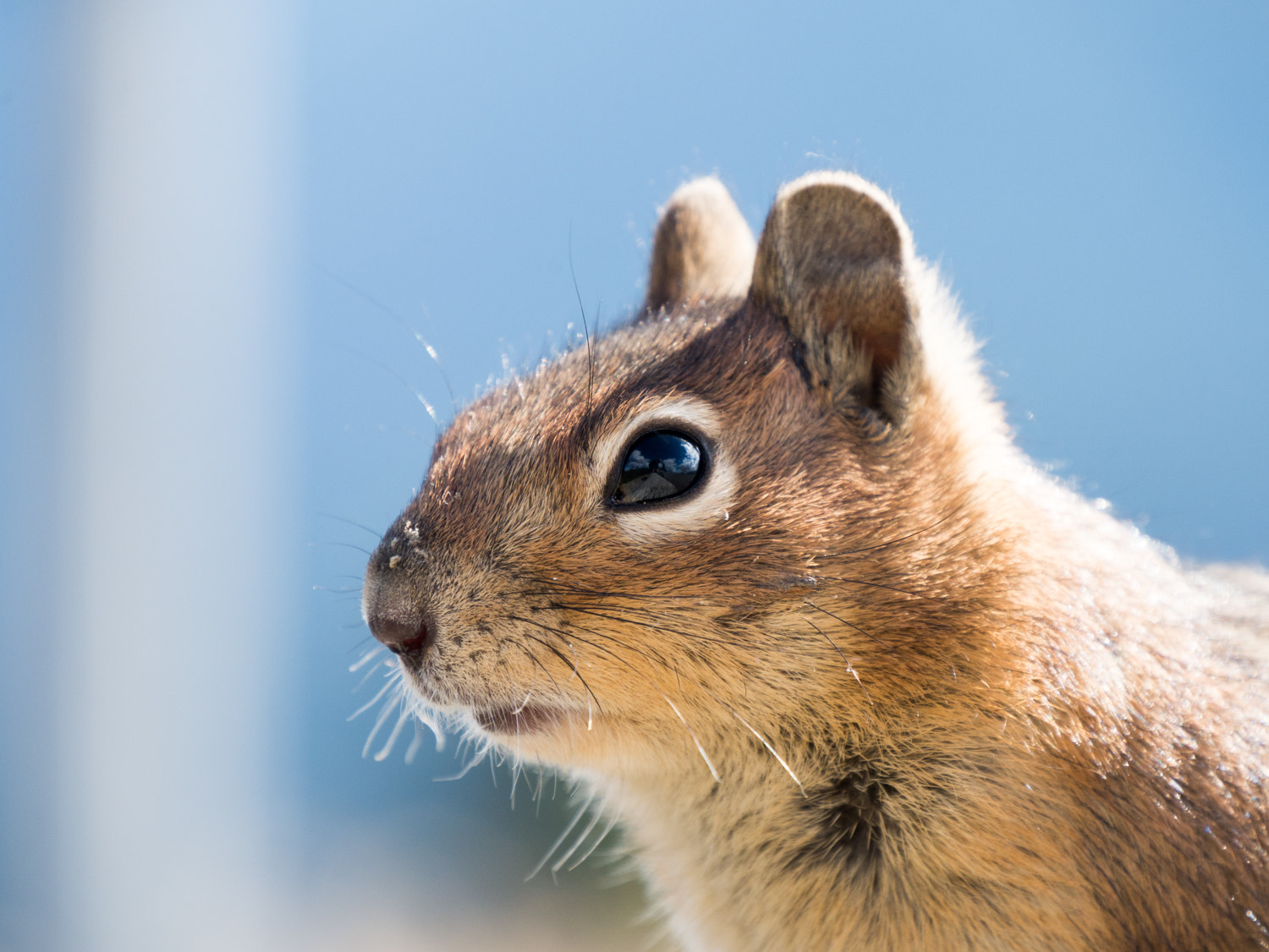 Panasonic Lumix DMC-GX7 sample photo. My new friend ... photography